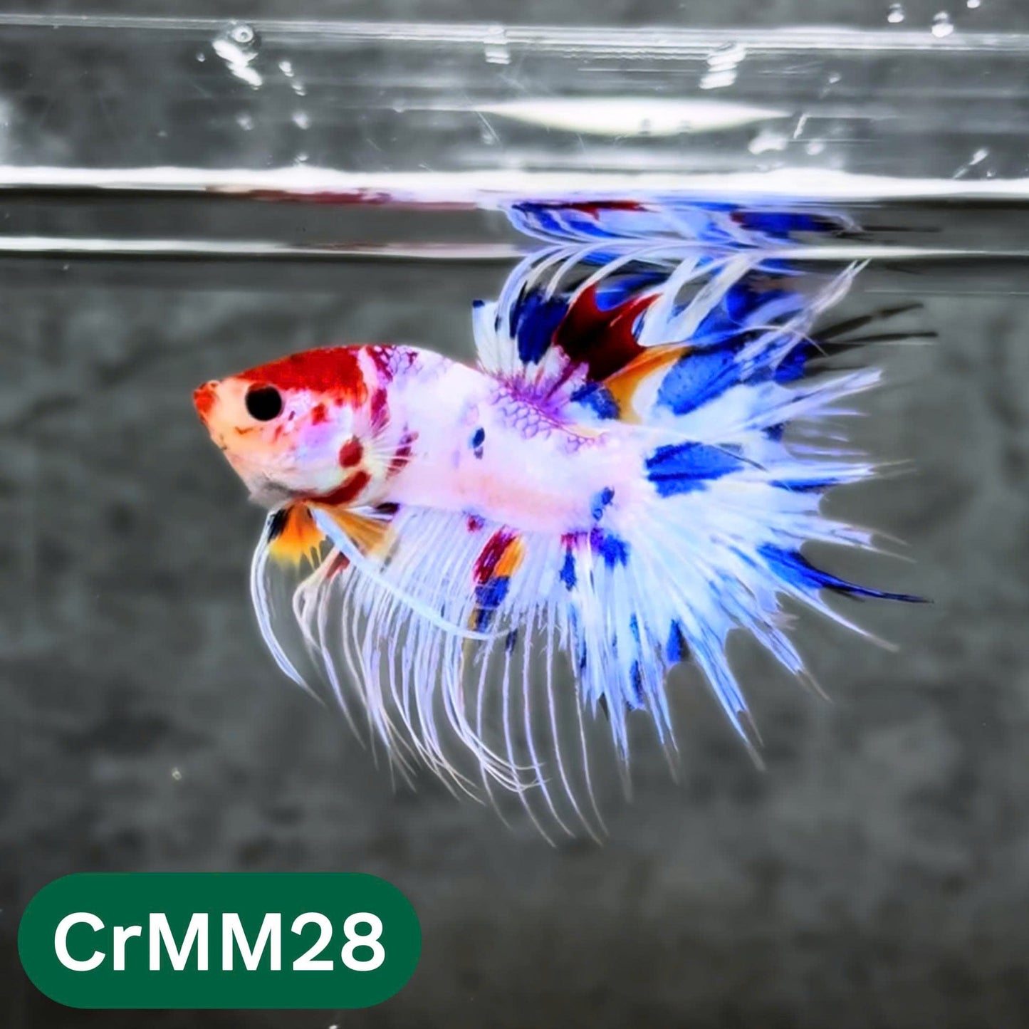 Crowntail Multicolor Male Betta Fish | High Grade | You Pick Fish |