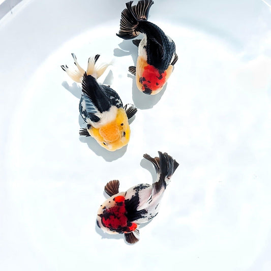 Tri Color Oranda Short Tail 3-4 Inches | Mystery Goldfish