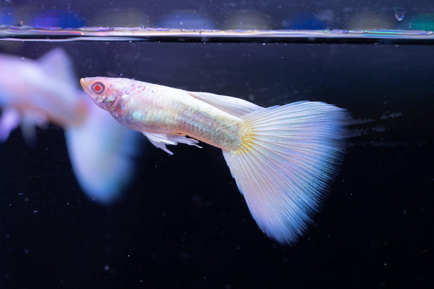Full White Platinum Guppy Fish