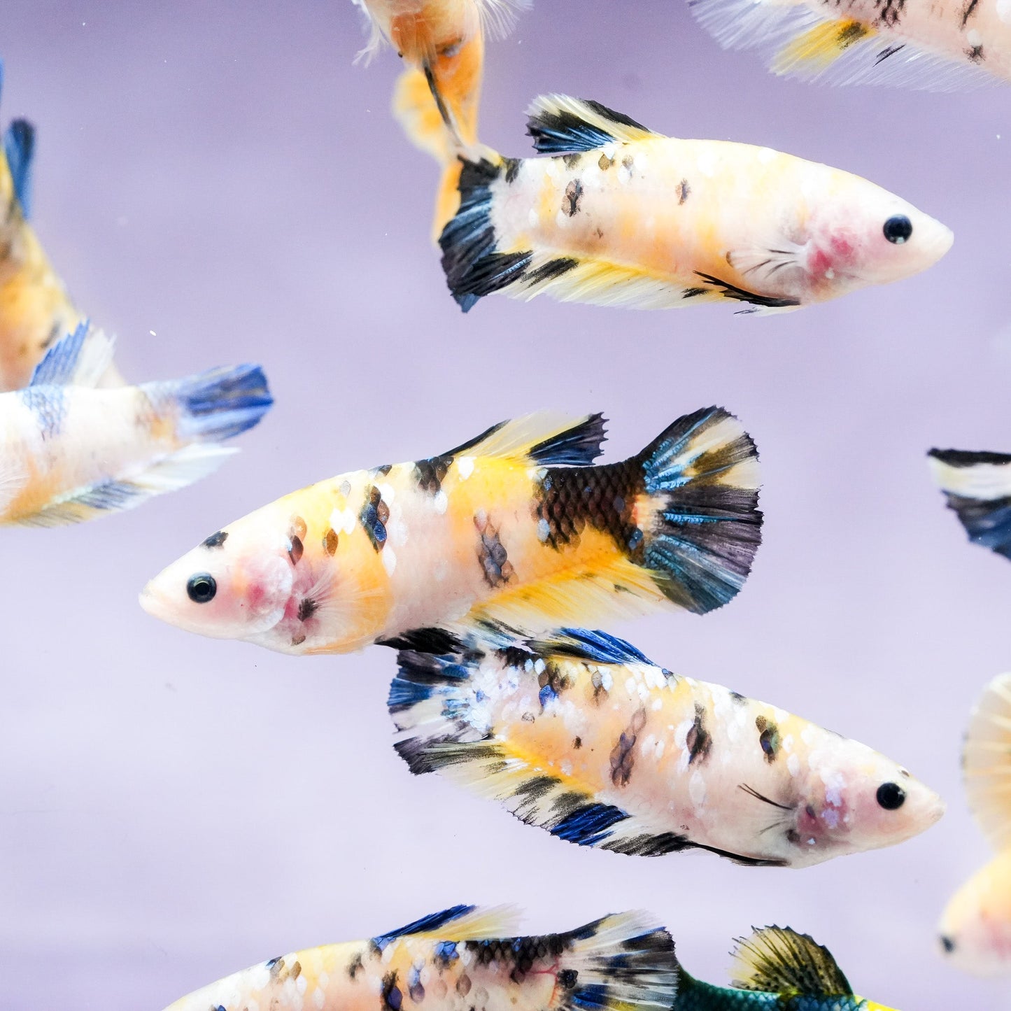Koi Yellow Galaxy Female Betta Fish Sorority | Successful Sorority Pack