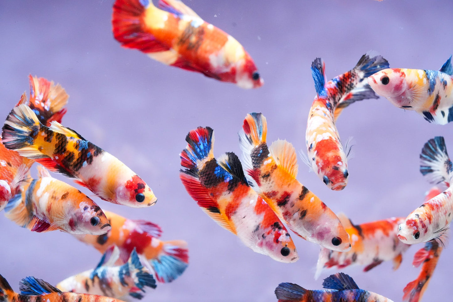 Koi Nemo Fire Female Betta Sorority | Successful Sorority Pack