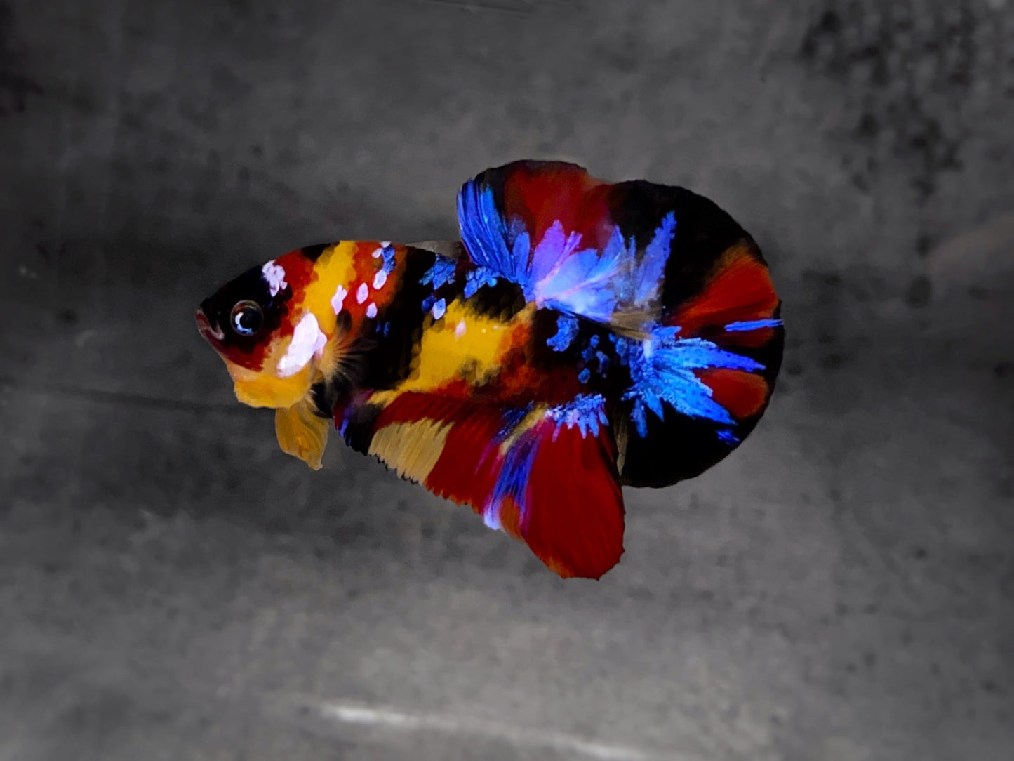 Koi Multicolor Dark Tone Plakat Male Betta Fish | High Grade | Mystery Betta