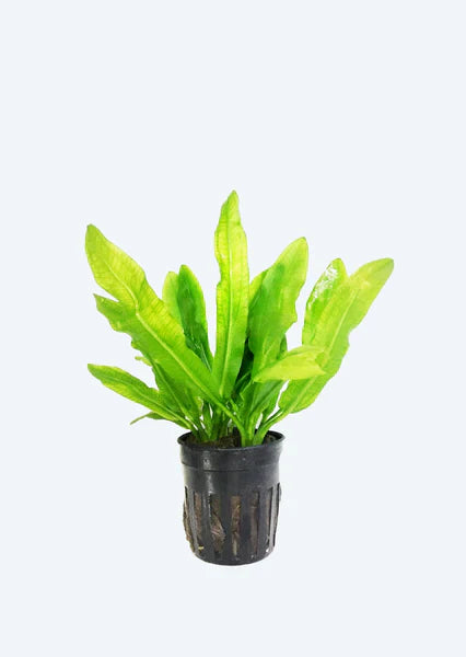 Echinodorus Major Martii Ruffle Sword
