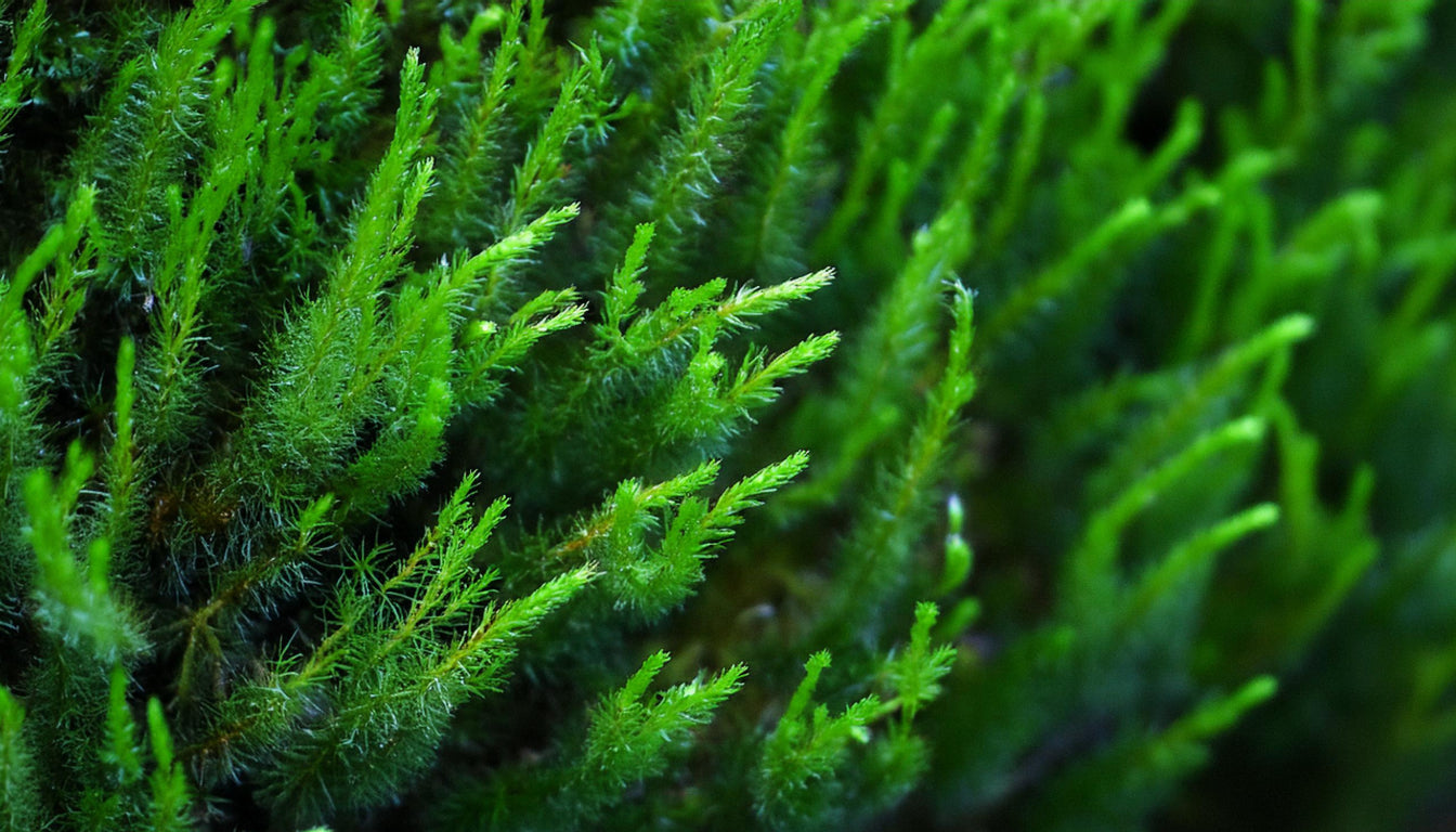 Flame Moss on Stainless Steel