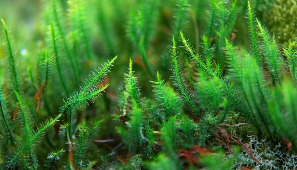 Flame Moss on Stainless Steel