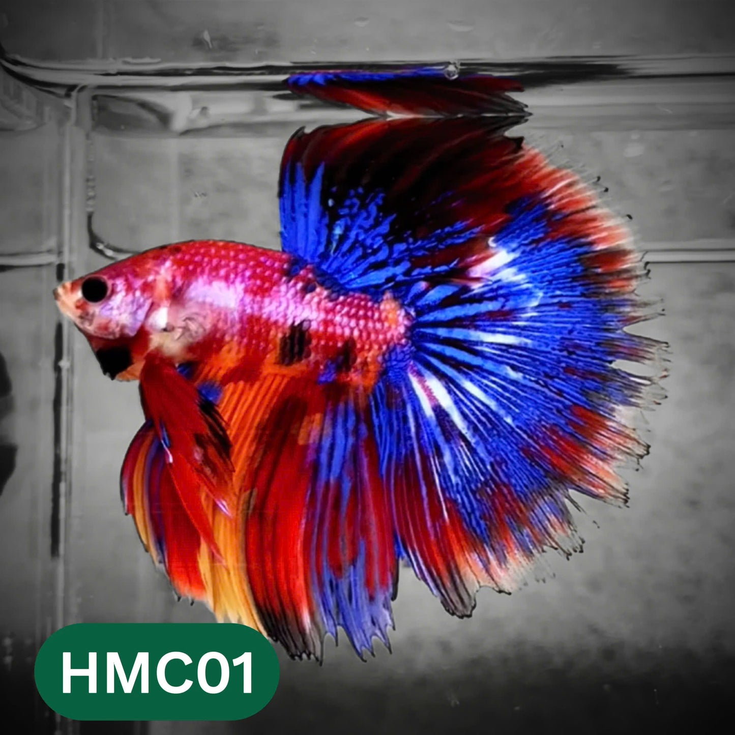 Multicolor Halfmoon Male Betta Fish | High Grade | Order Directly From Farm |  You Pick Fish |