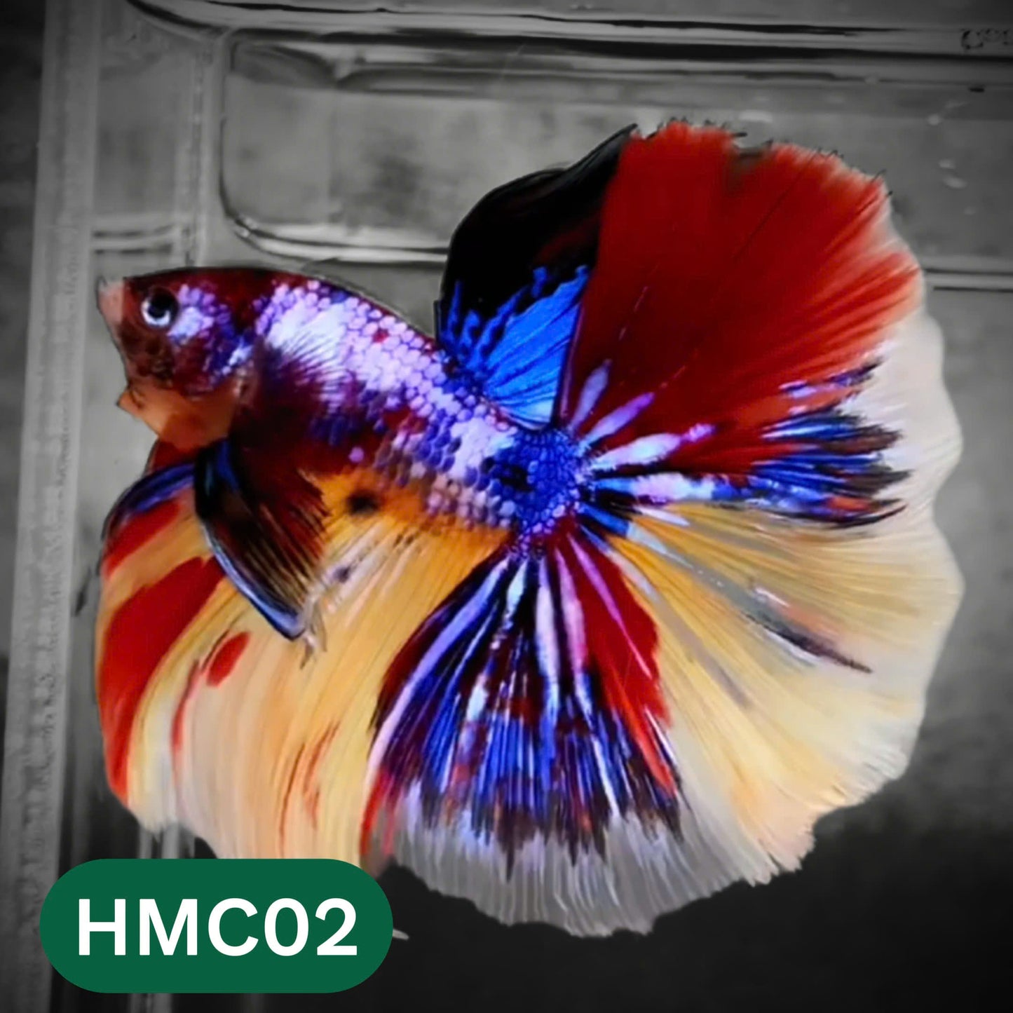 Multicolor Halfmoon Male Betta Fish | High Grade | Order Directly From Farm |  You Pick Fish |