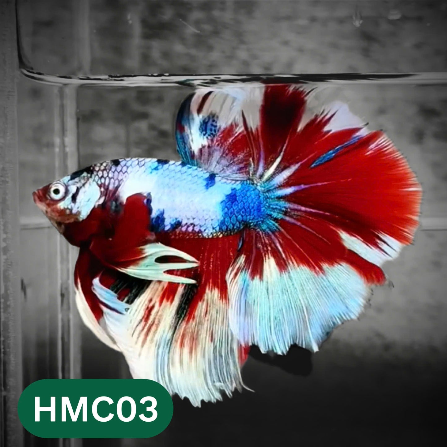 Multicolor Halfmoon Male Betta Fish | High Grade | Order Directly From Farm |  You Pick Fish |