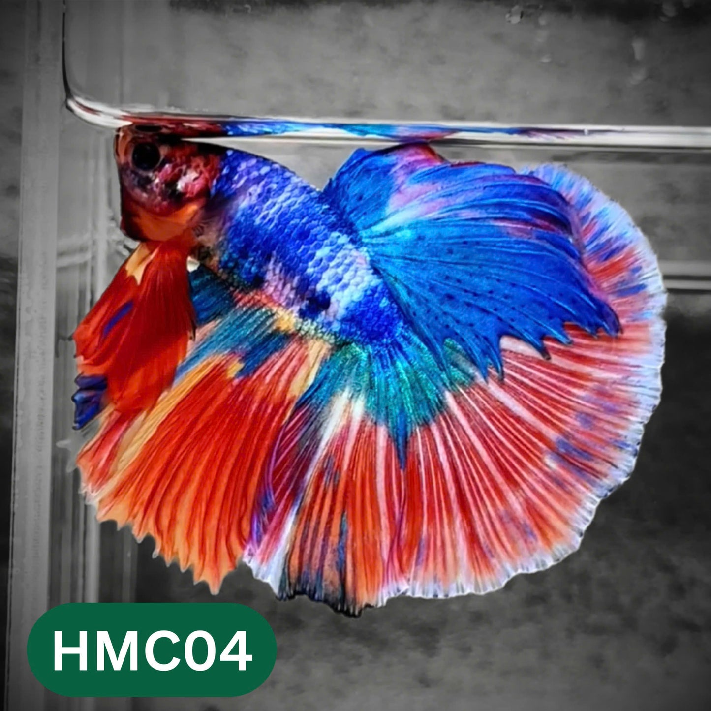 Multicolor Halfmoon Male Betta Fish | High Grade | Order Directly From Farm |  You Pick Fish |