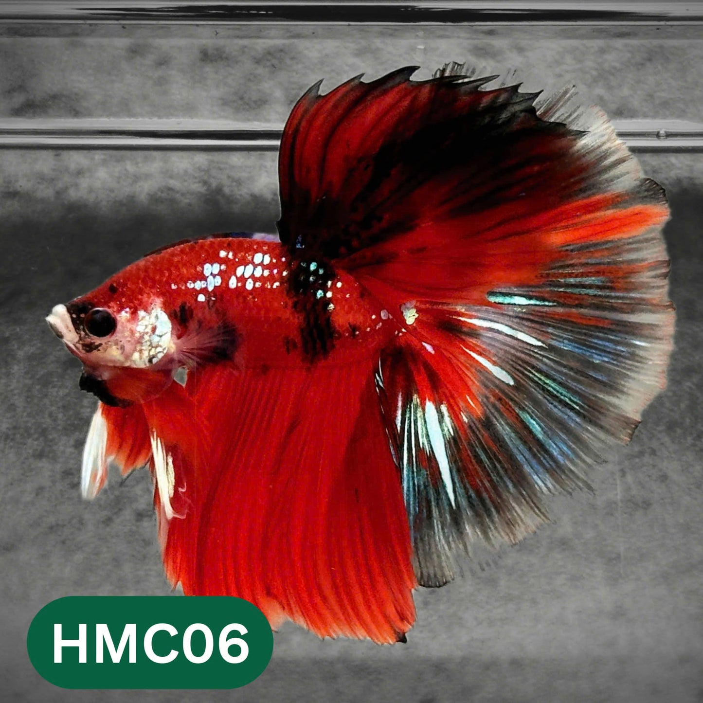 Multicolor Halfmoon Male Betta Fish | High Grade | Order Directly From Farm |  You Pick Fish |