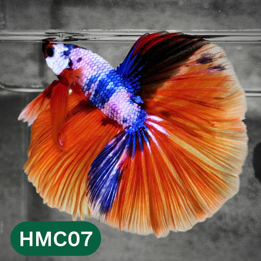 Multicolor Halfmoon Male Betta Fish | High Grade | Order Directly From Farm |  You Pick Fish |
