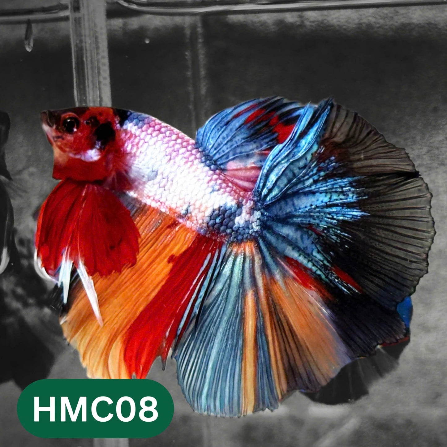 Multicolor Halfmoon Male Betta Fish | High Grade | Order Directly From Farm |  You Pick Fish |