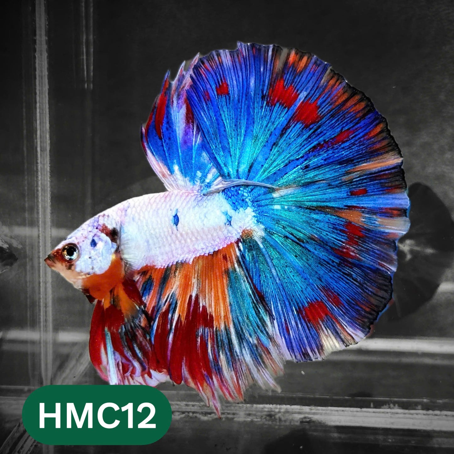 Multicolor Halfmoon Male Betta Fish | High Grade | Order Directly From Farm |  You Pick Fish |