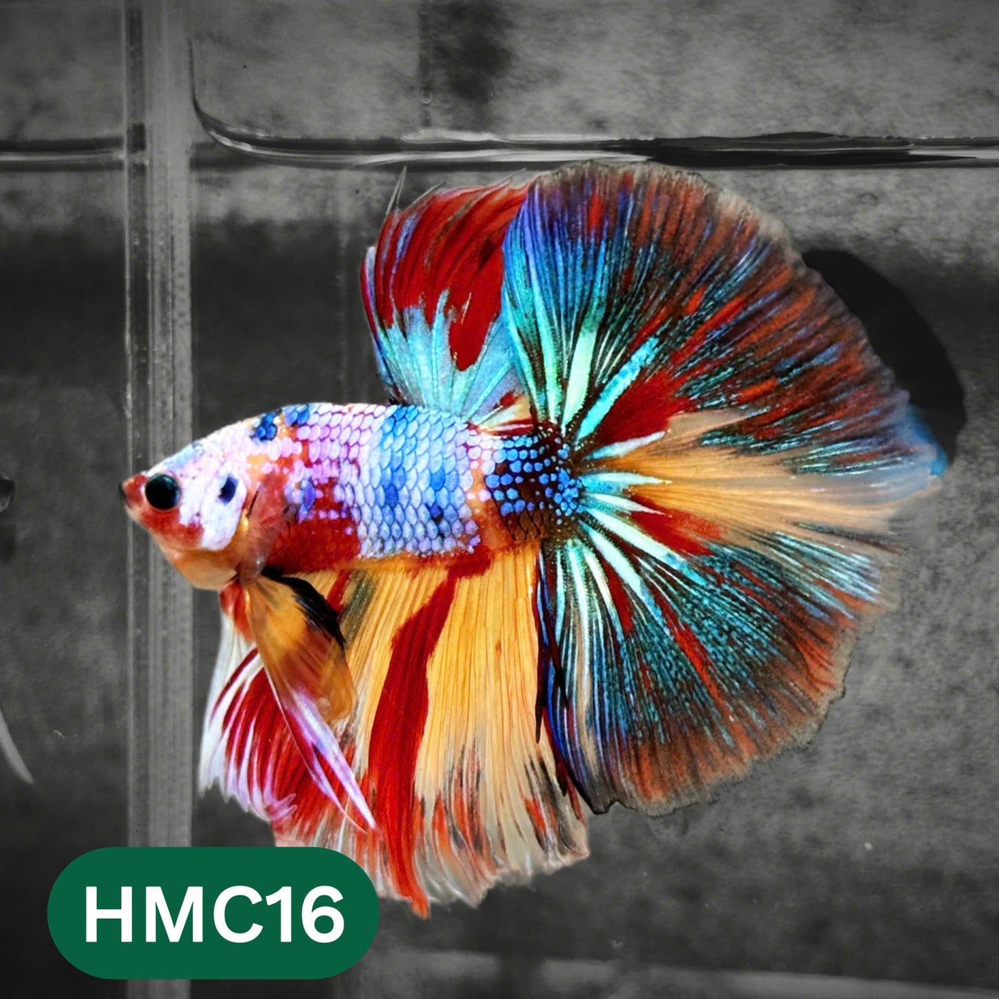 Multicolor Halfmoon Male Betta Fish | High Grade | Order Directly From Farm |  You Pick Fish |
