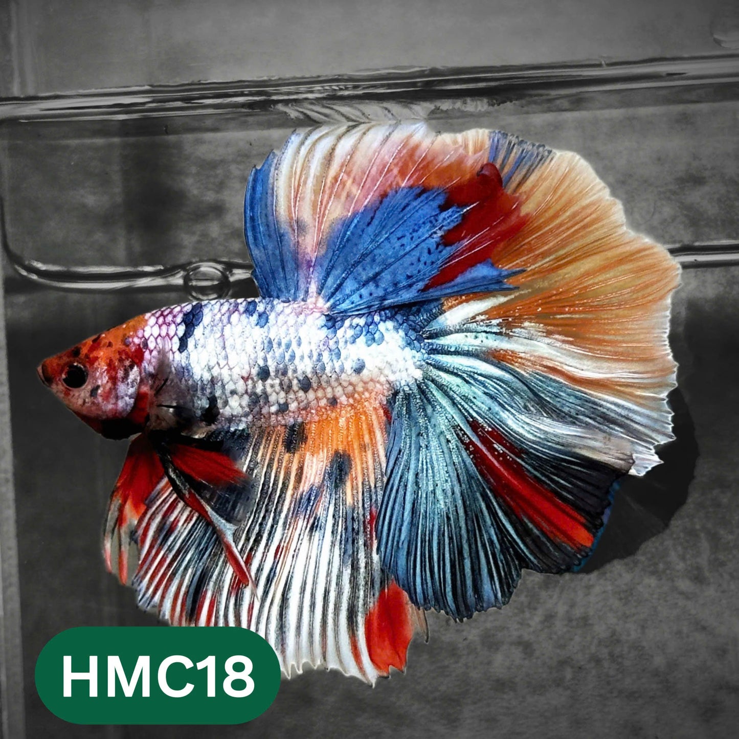 Multicolor Halfmoon Male Betta Fish | High Grade | Order Directly From Farm |  You Pick Fish |