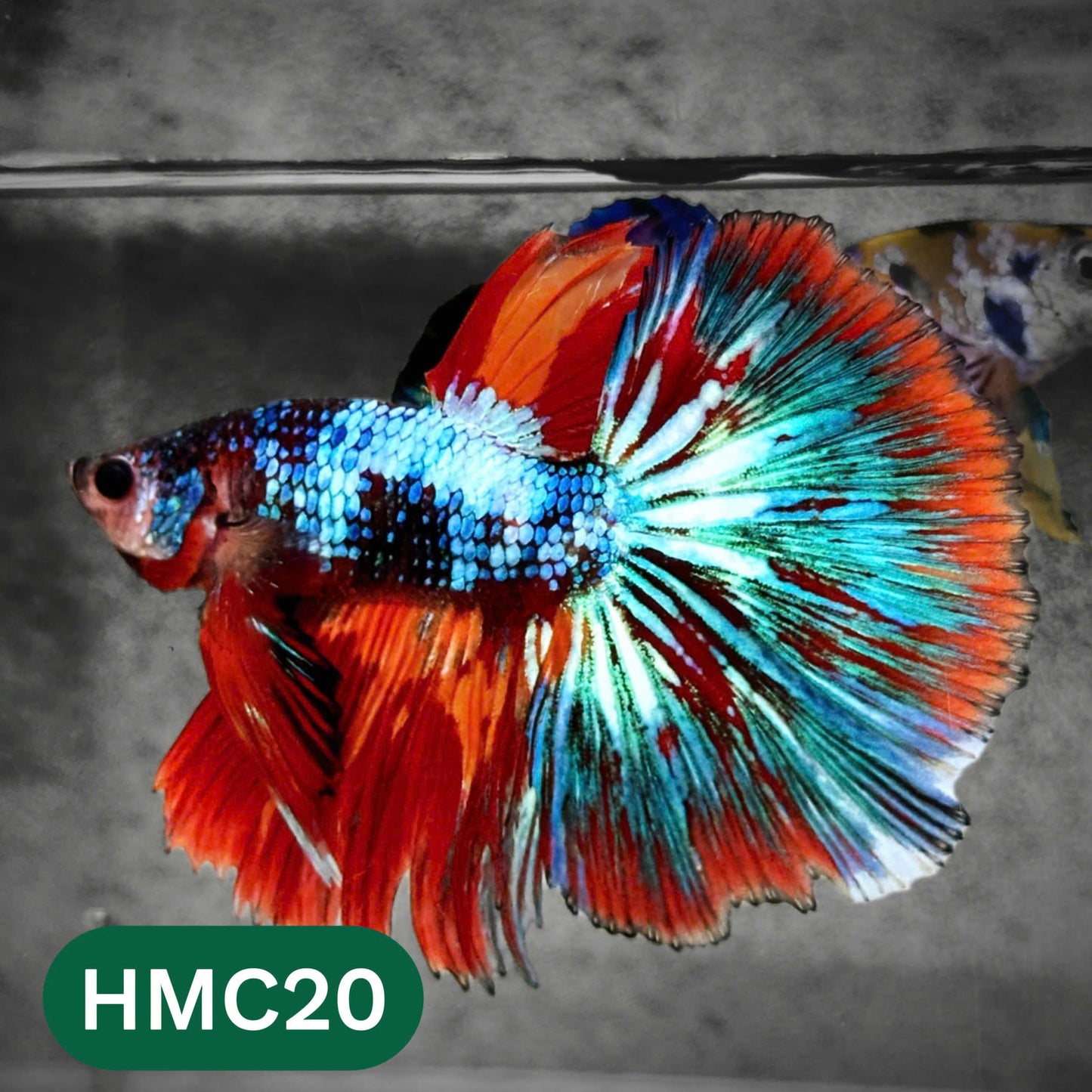 Multicolor Halfmoon Male Betta Fish | High Grade | Order Directly From Farm |  You Pick Fish |