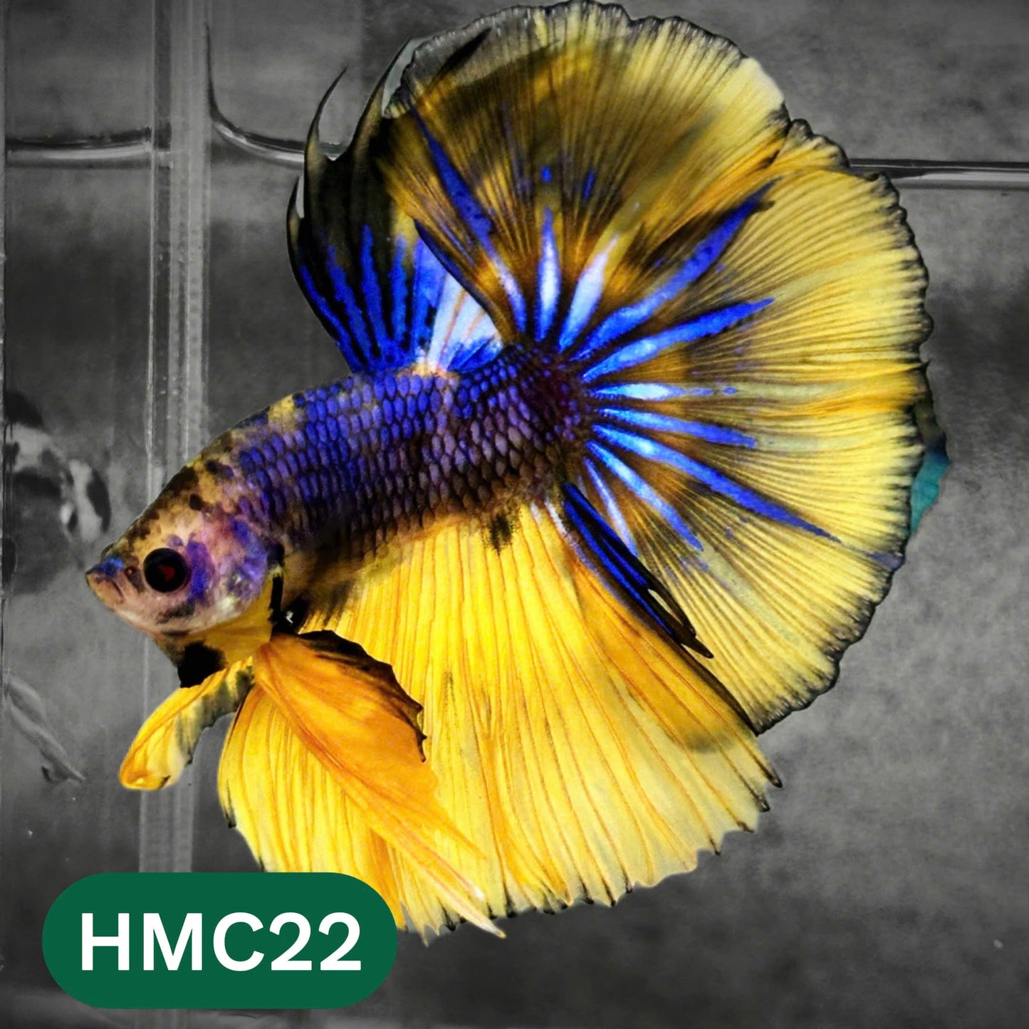 Multicolor Halfmoon Male Betta Fish | High Grade | Order Directly From Farm |  You Pick Fish |