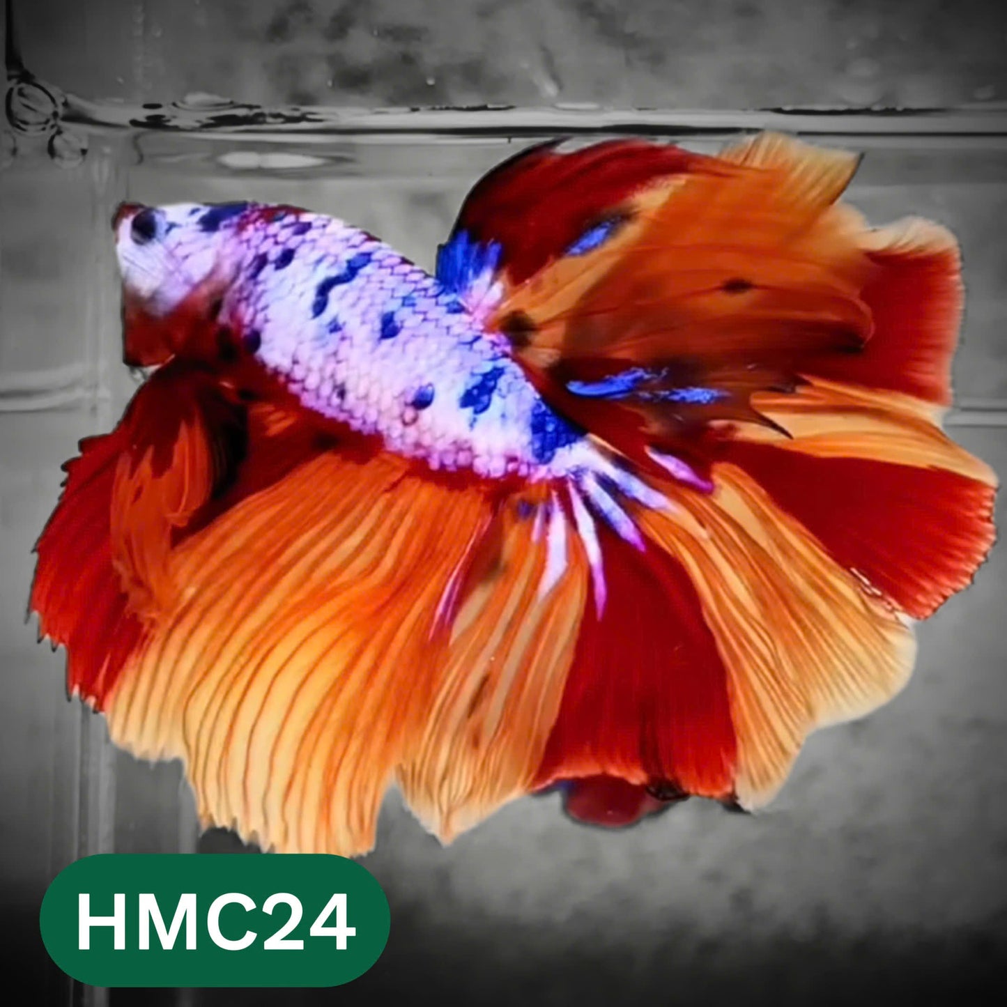 Multicolor Halfmoon Male Betta Fish | High Grade | Order Directly From Farm |  You Pick Fish |