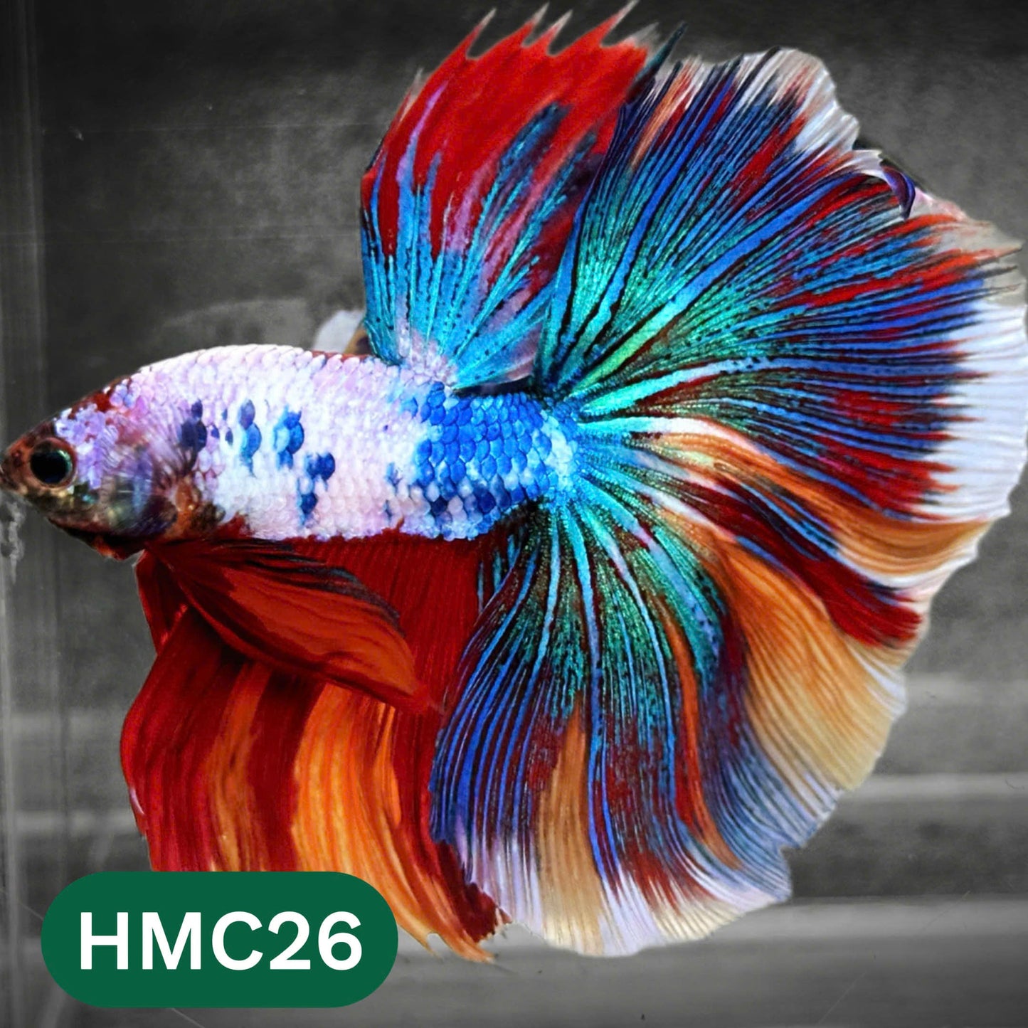 Multicolor Halfmoon Male Betta Fish | High Grade | Order Directly From Farm |  You Pick Fish |
