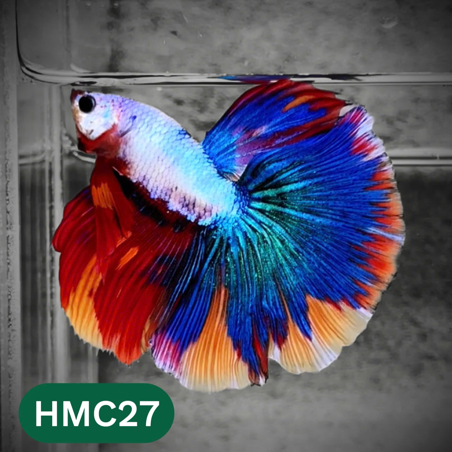 Multicolor Halfmoon Male Betta Fish | High Grade | Order Directly From Farm |  You Pick Fish |