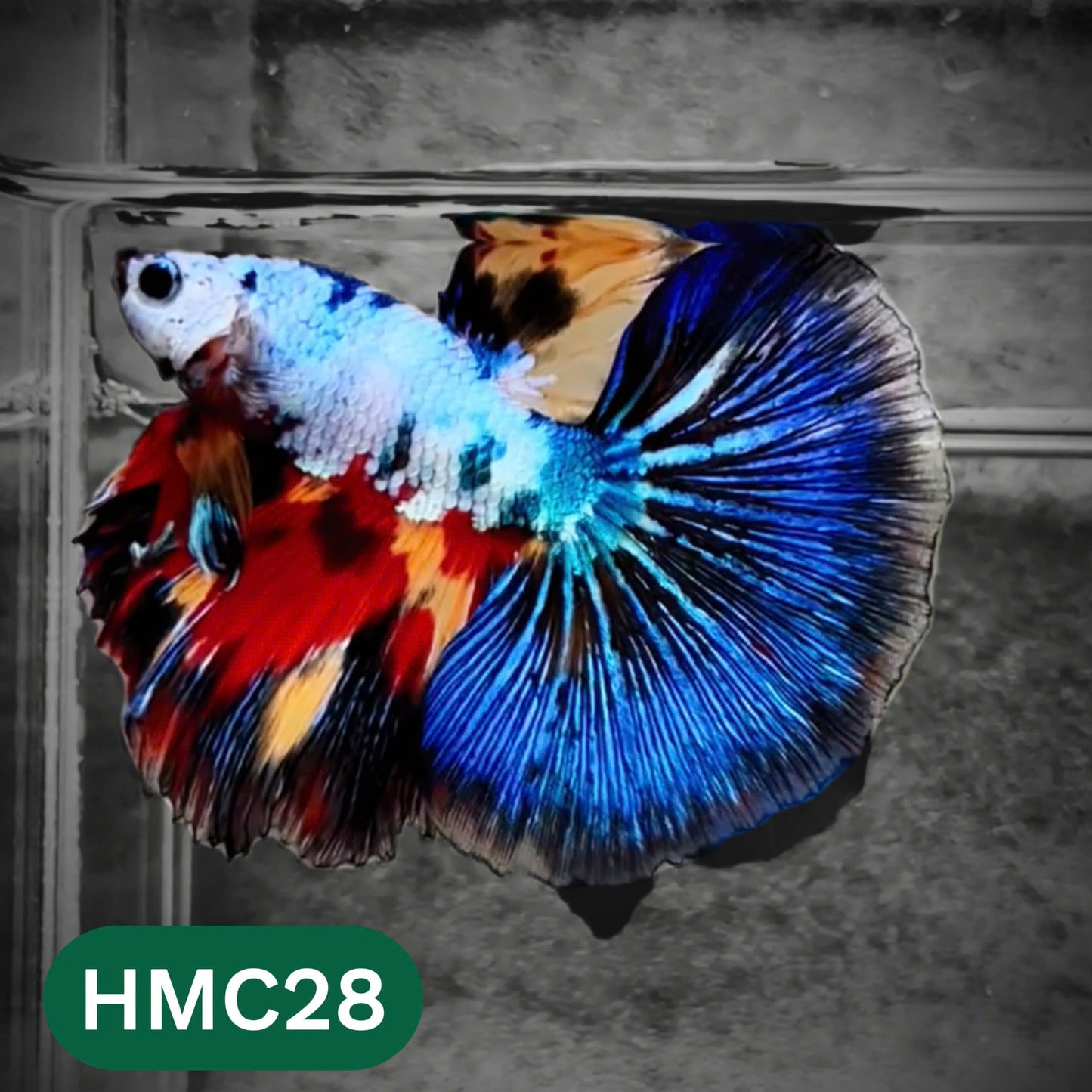 Multicolor Halfmoon Male Betta Fish | High Grade | Order Directly From Farm |  You Pick Fish |