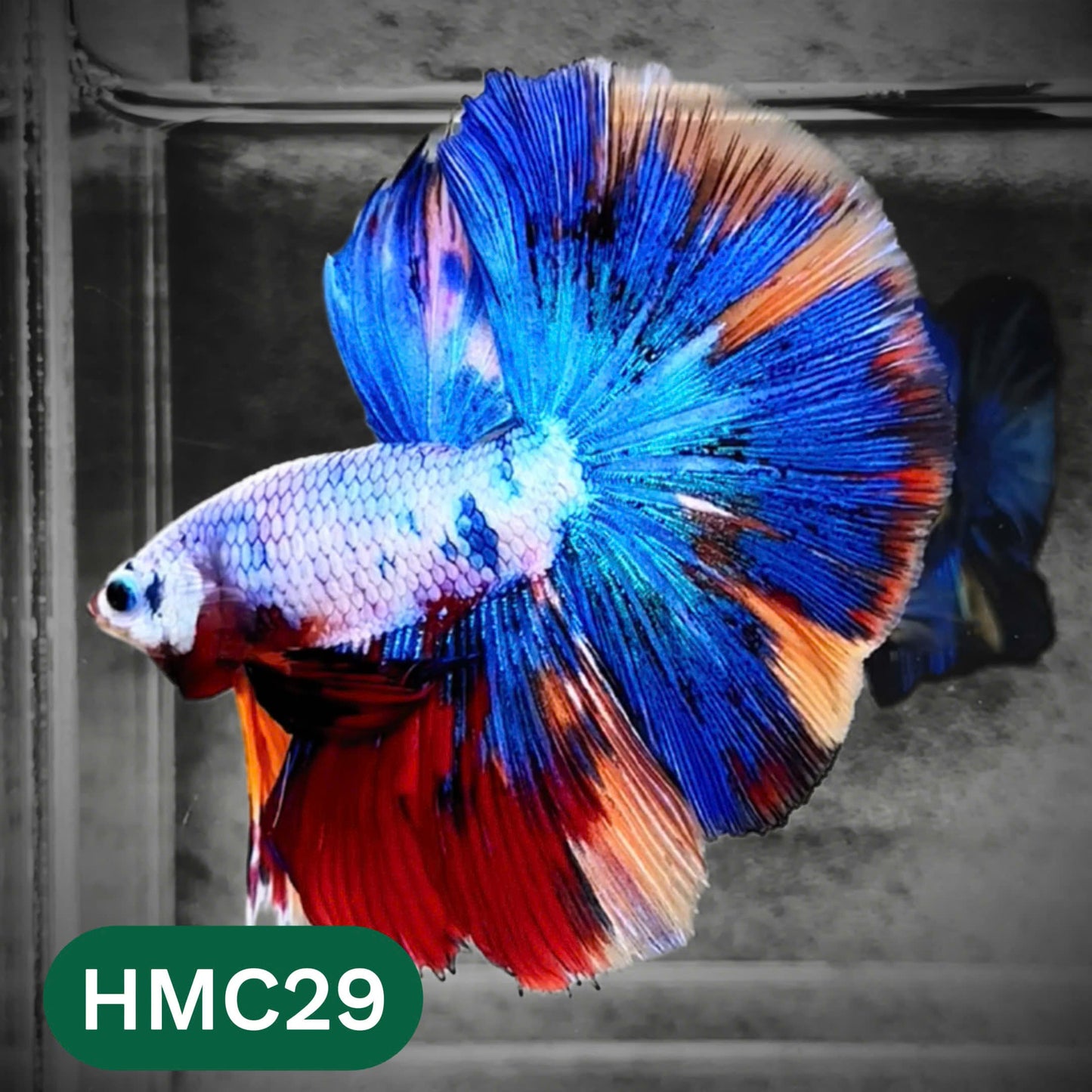 Multicolor Halfmoon Male Betta Fish | High Grade | Order Directly From Farm |  You Pick Fish |