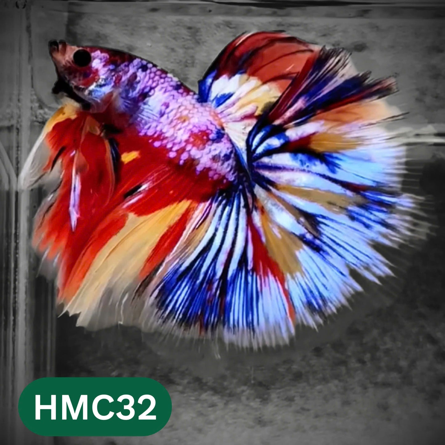 Multicolor Halfmoon Male Betta Fish | High Grade | Order Directly From Farm |  You Pick Fish |