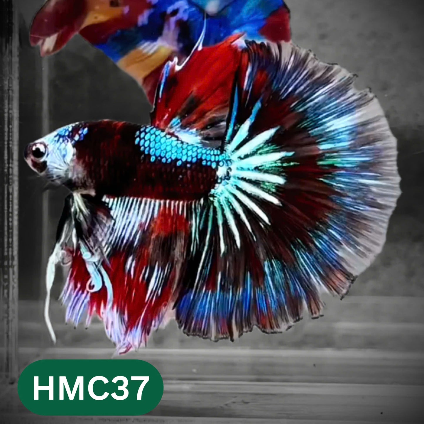 Multicolor Halfmoon Male Betta Fish | High Grade | Order Directly From Farm |  You Pick Fish |