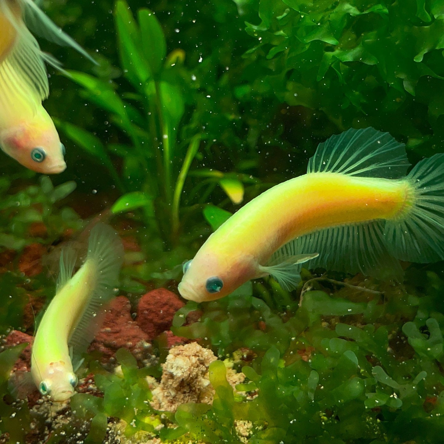 Neon Female Betta Fish