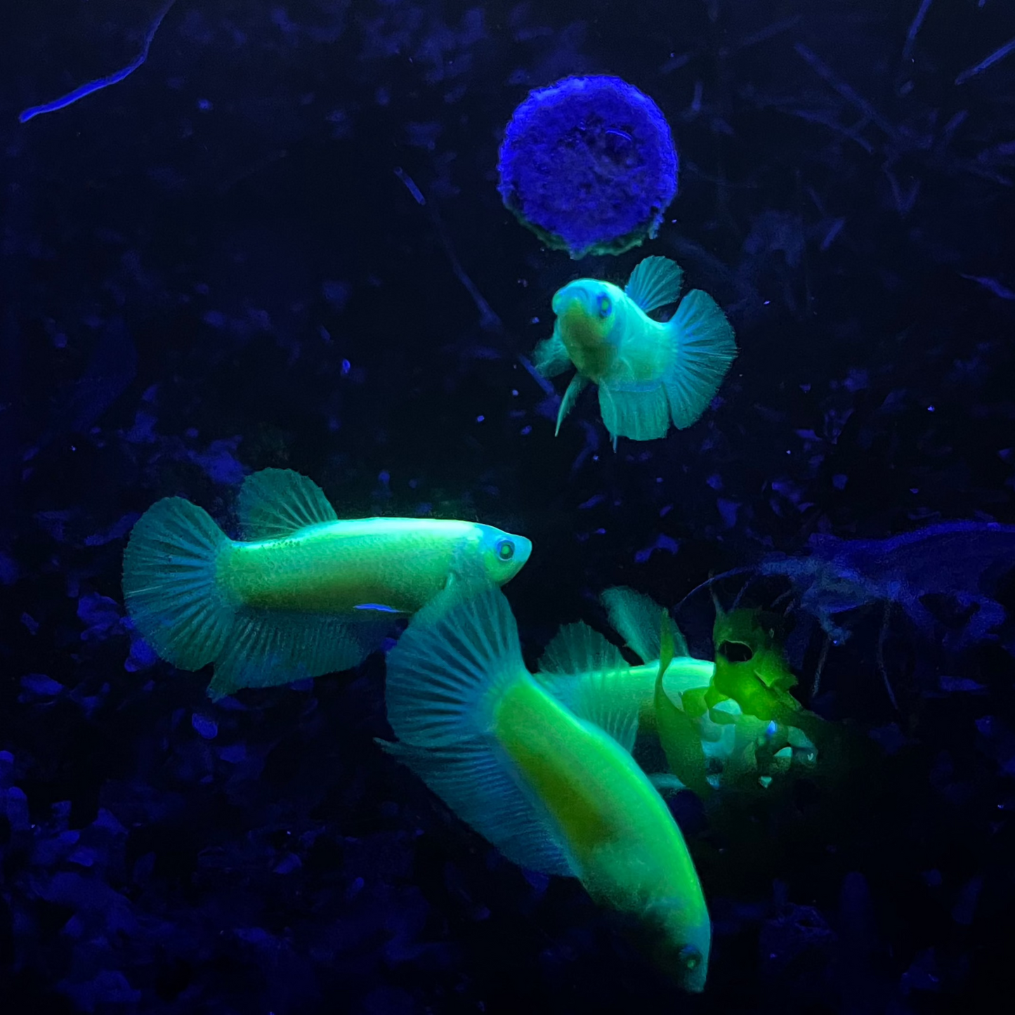 Neon Female Betta Fish