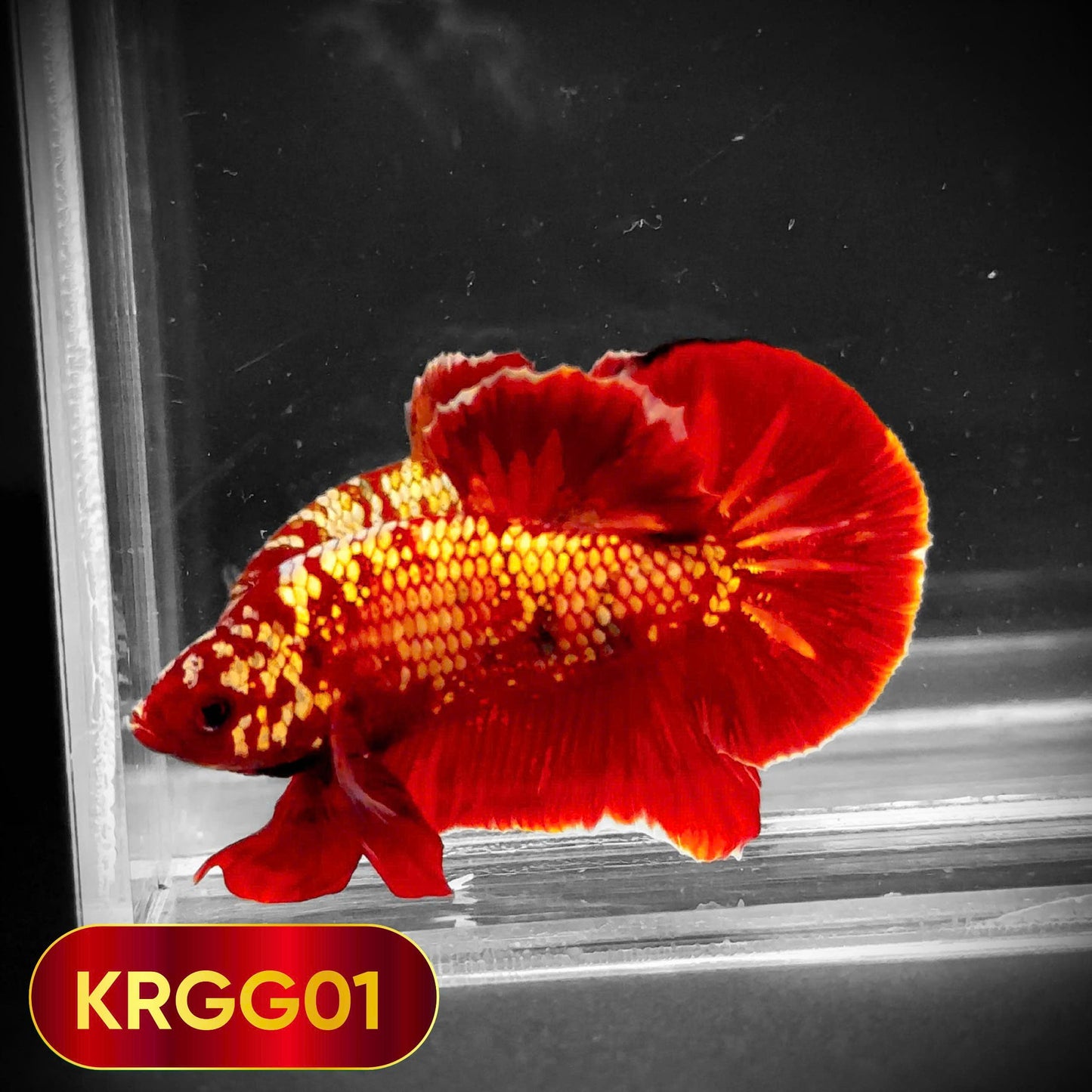 Golden Star Dust Galaxy Plakat Male Betta Fish | Super Rare | You Pick Fish