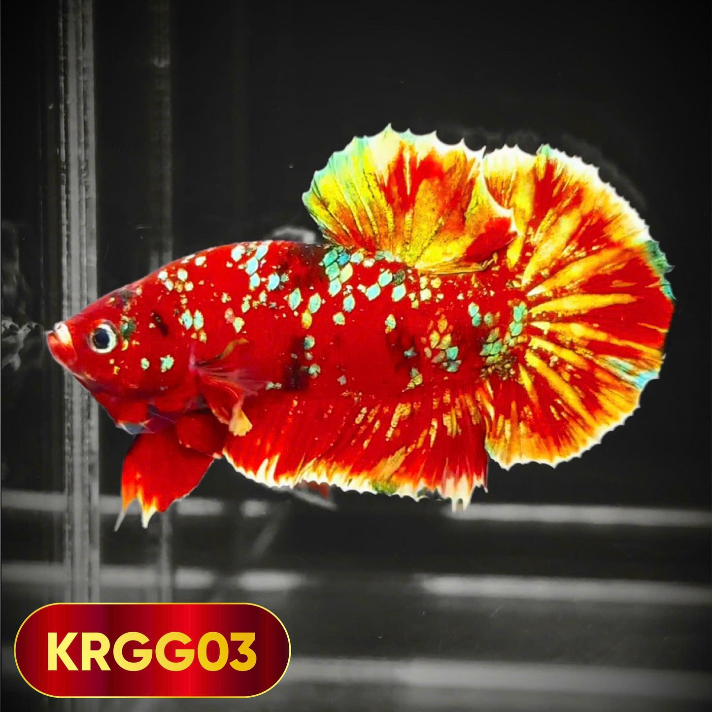 Golden Star Dust Galaxy Plakat Male Betta Fish | Super Rare | You Pick Fish