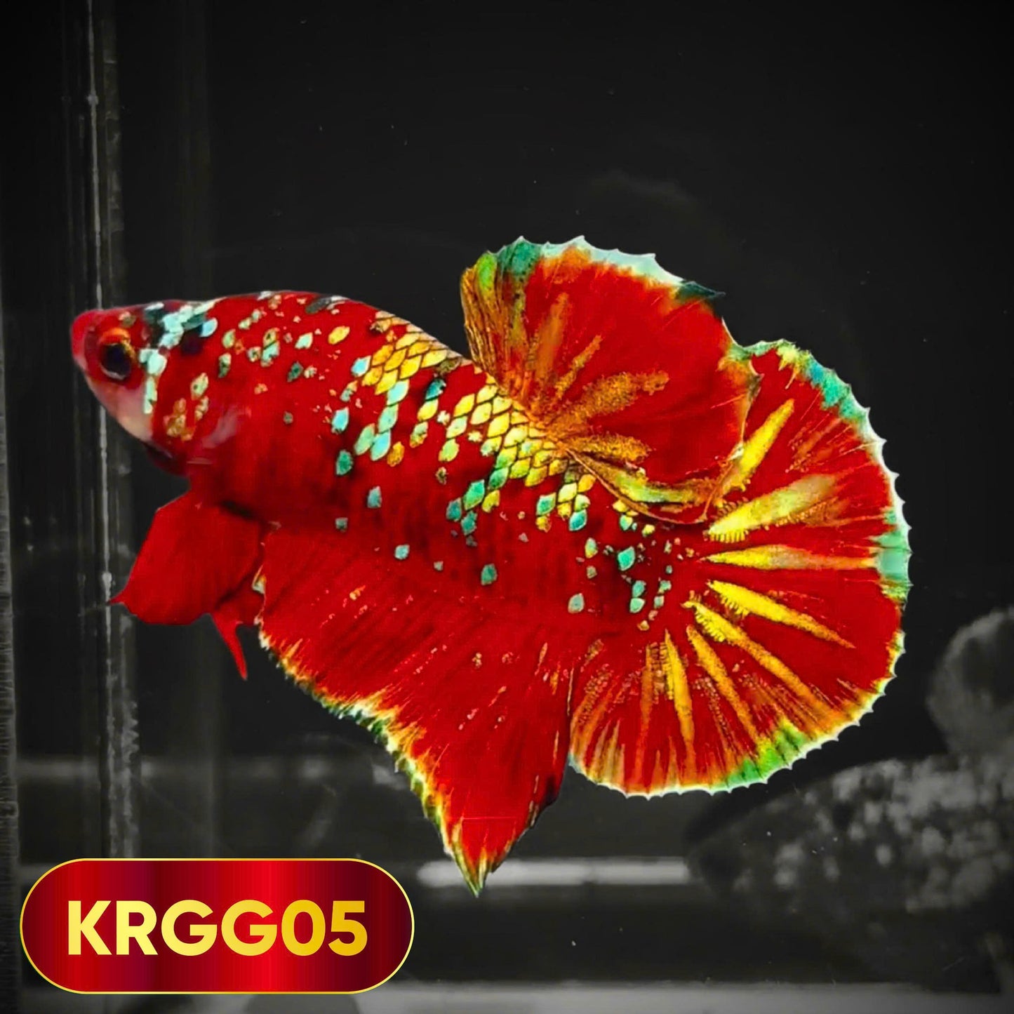 Golden Star Dust Galaxy Plakat Male Betta Fish | Super Rare | You Pick Fish