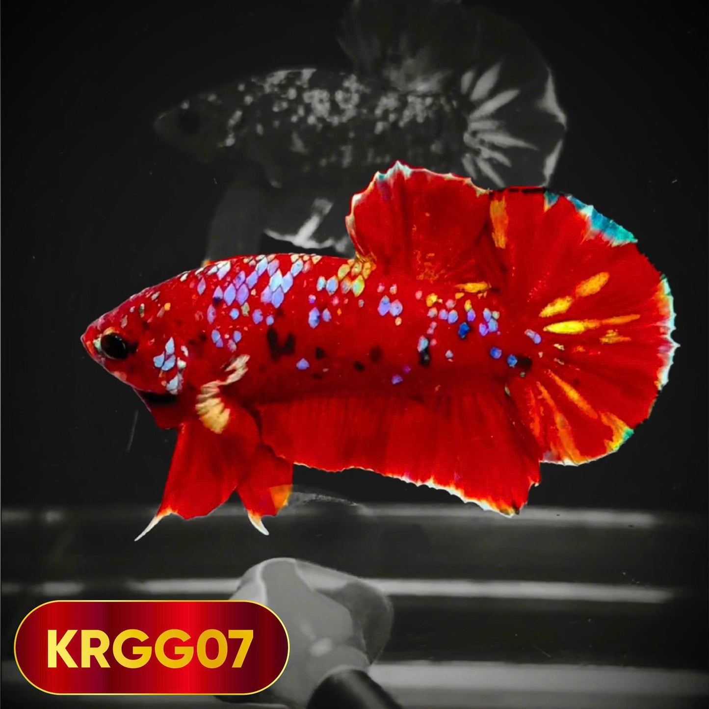 Golden Star Dust Galaxy Plakat Male Betta Fish | Super Rare | You Pick Fish