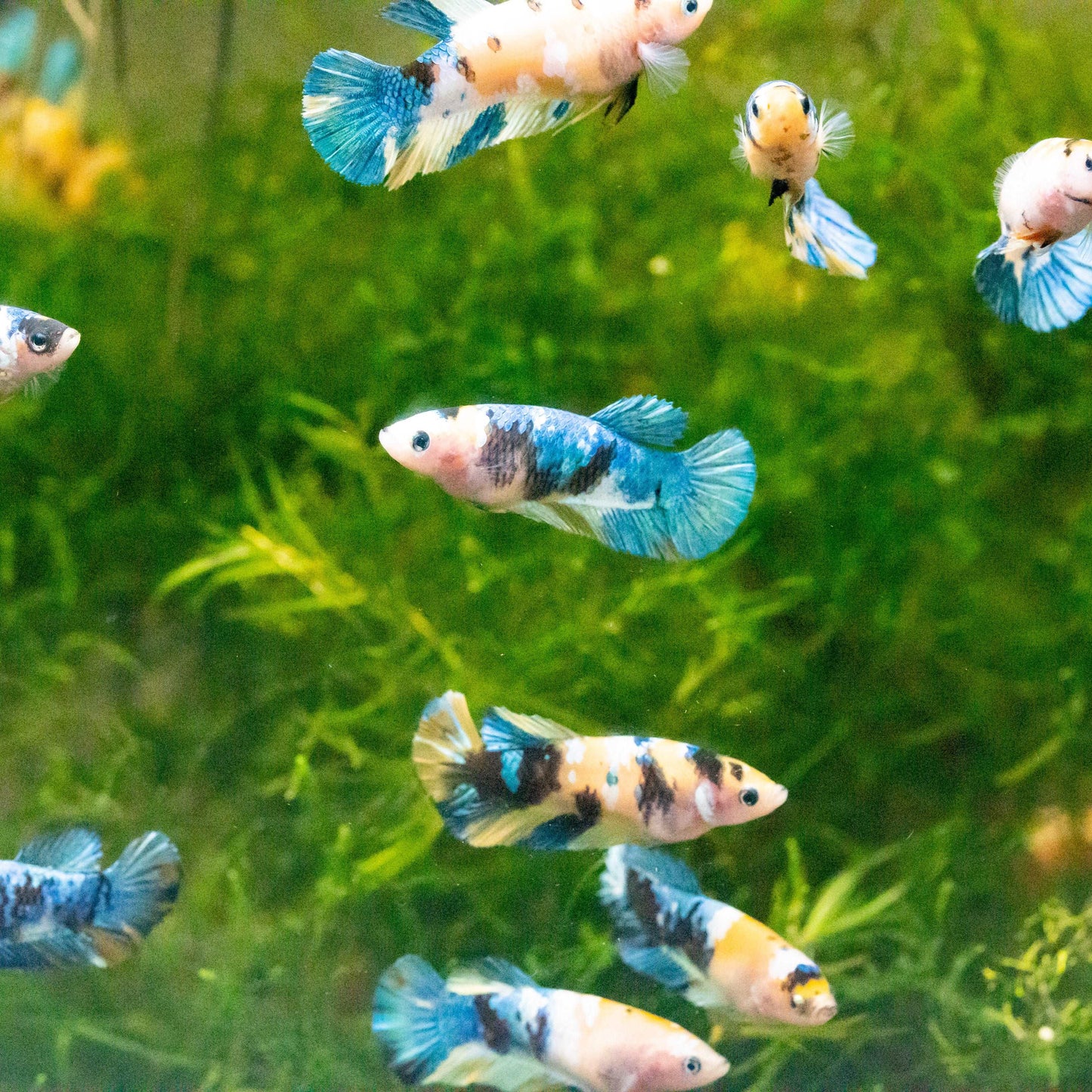 Female Betta Fish Koi Yellow Galaxy