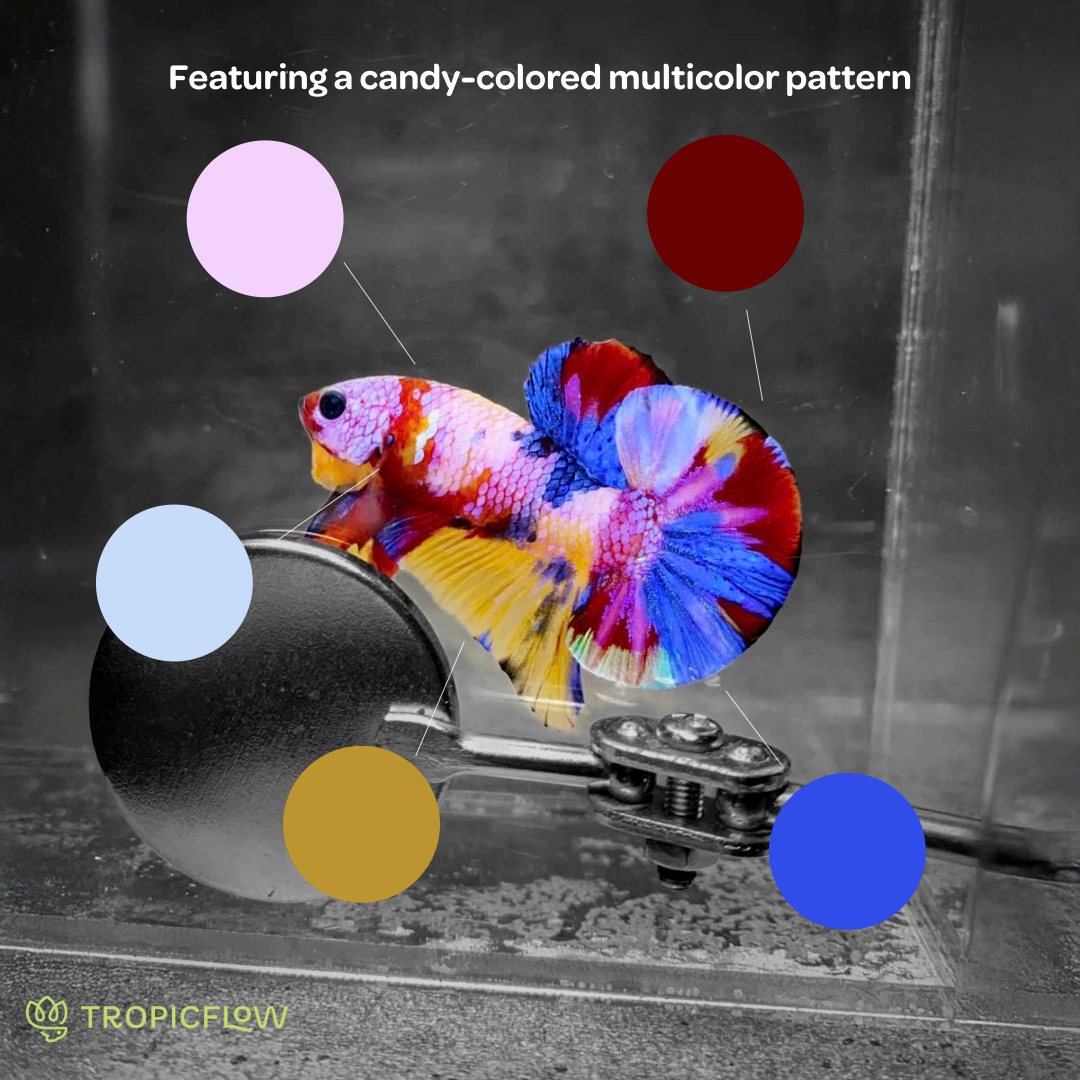 Koi Multicolor Candy Plakat Male Betta Fish | High Grade | Mystery Betta