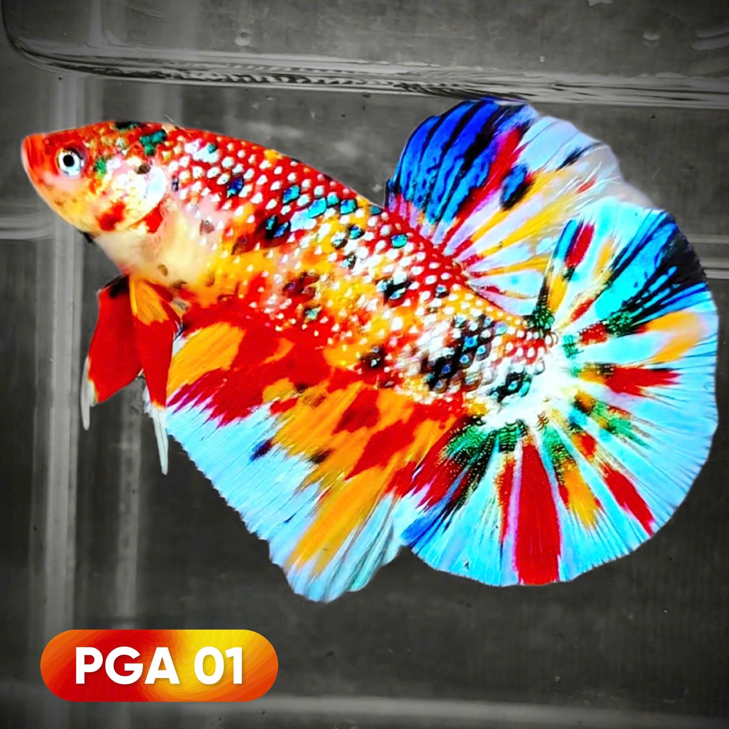 King Giant Plakat Male Betta Fish | You Pick Fish | High Grade