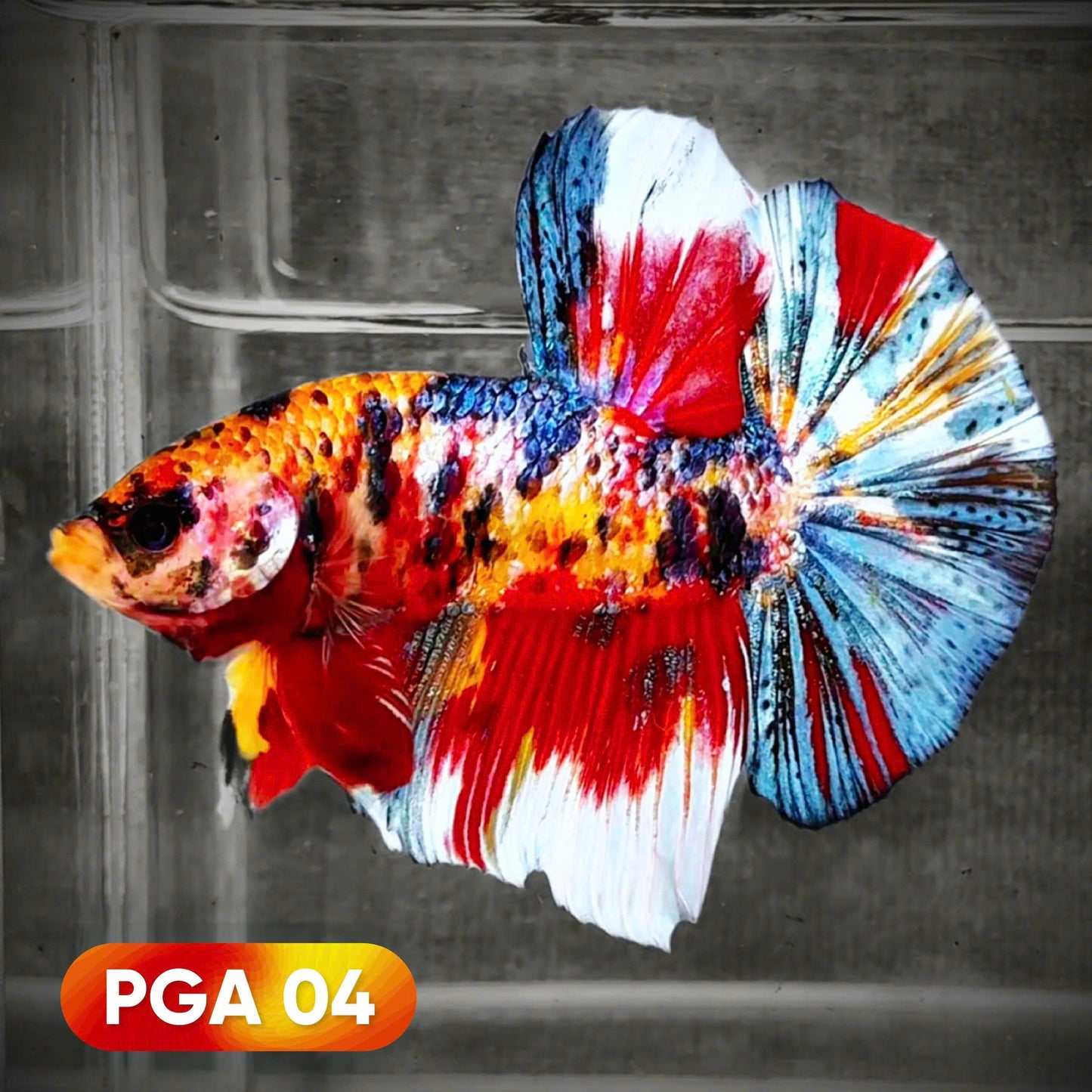 King Giant Plakat Male Betta Fish | You Pick Fish | High Grade