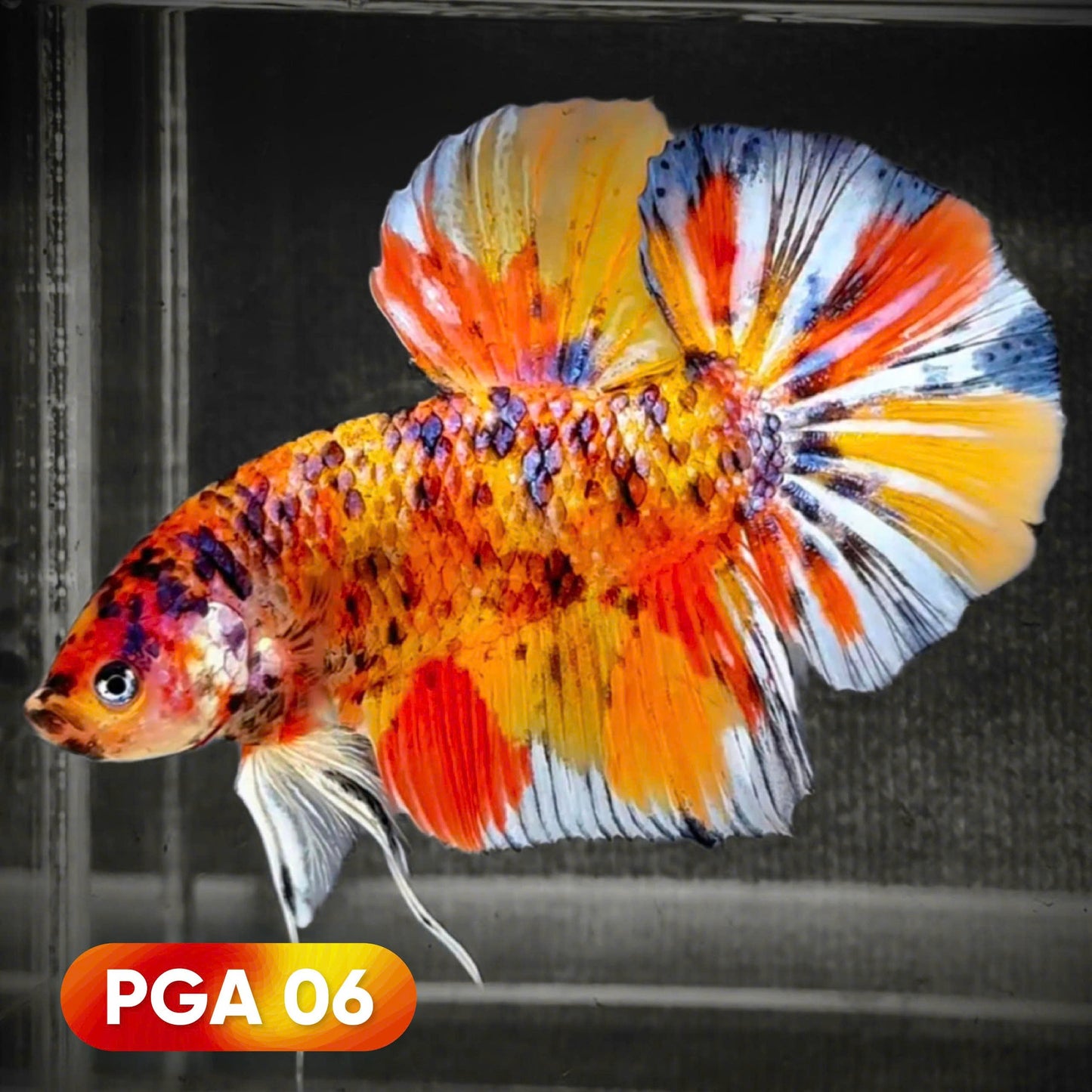 King Giant Plakat Male Betta Fish | You Pick Fish | High Grade