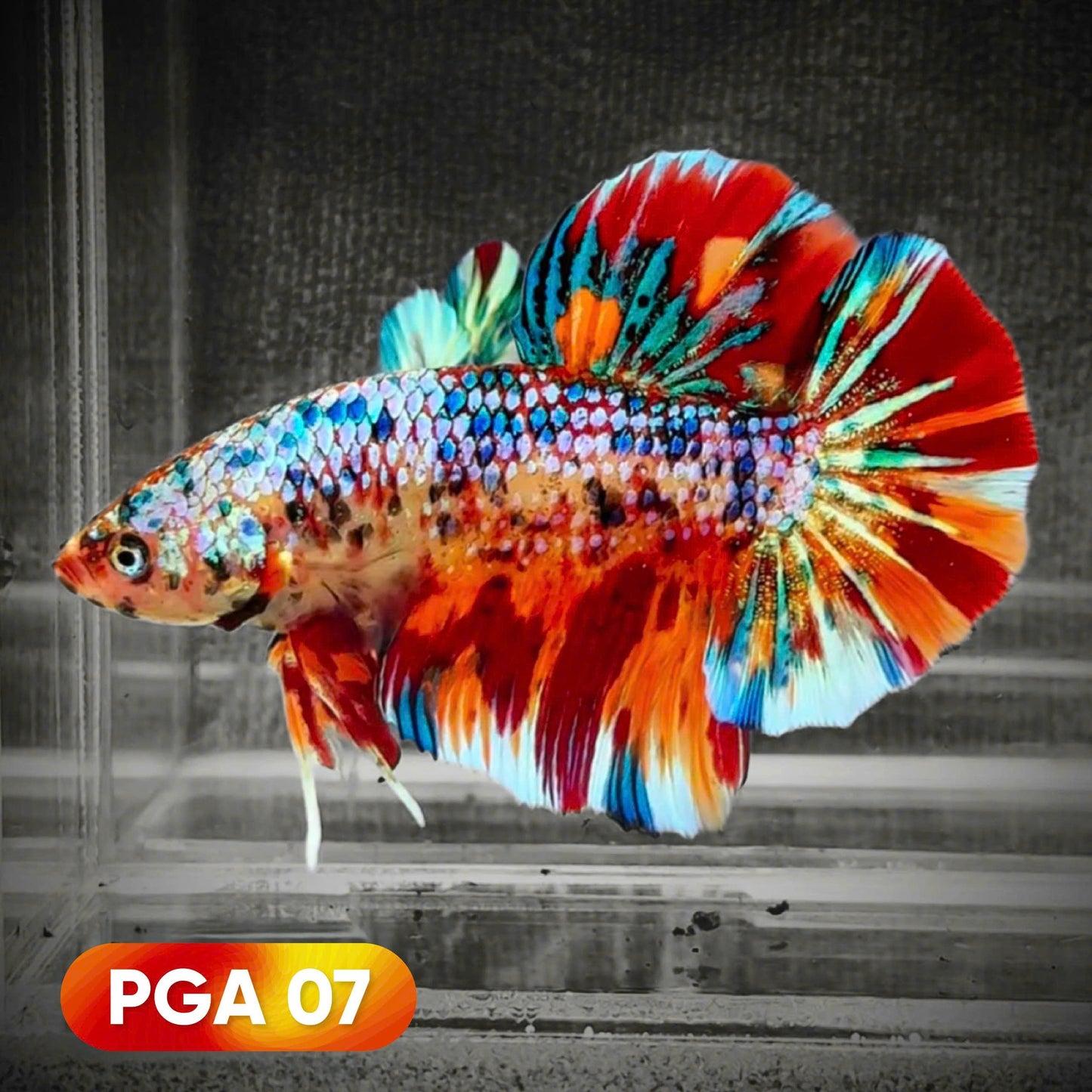 King Giant Plakat Male Betta Fish | You Pick Fish | High Grade