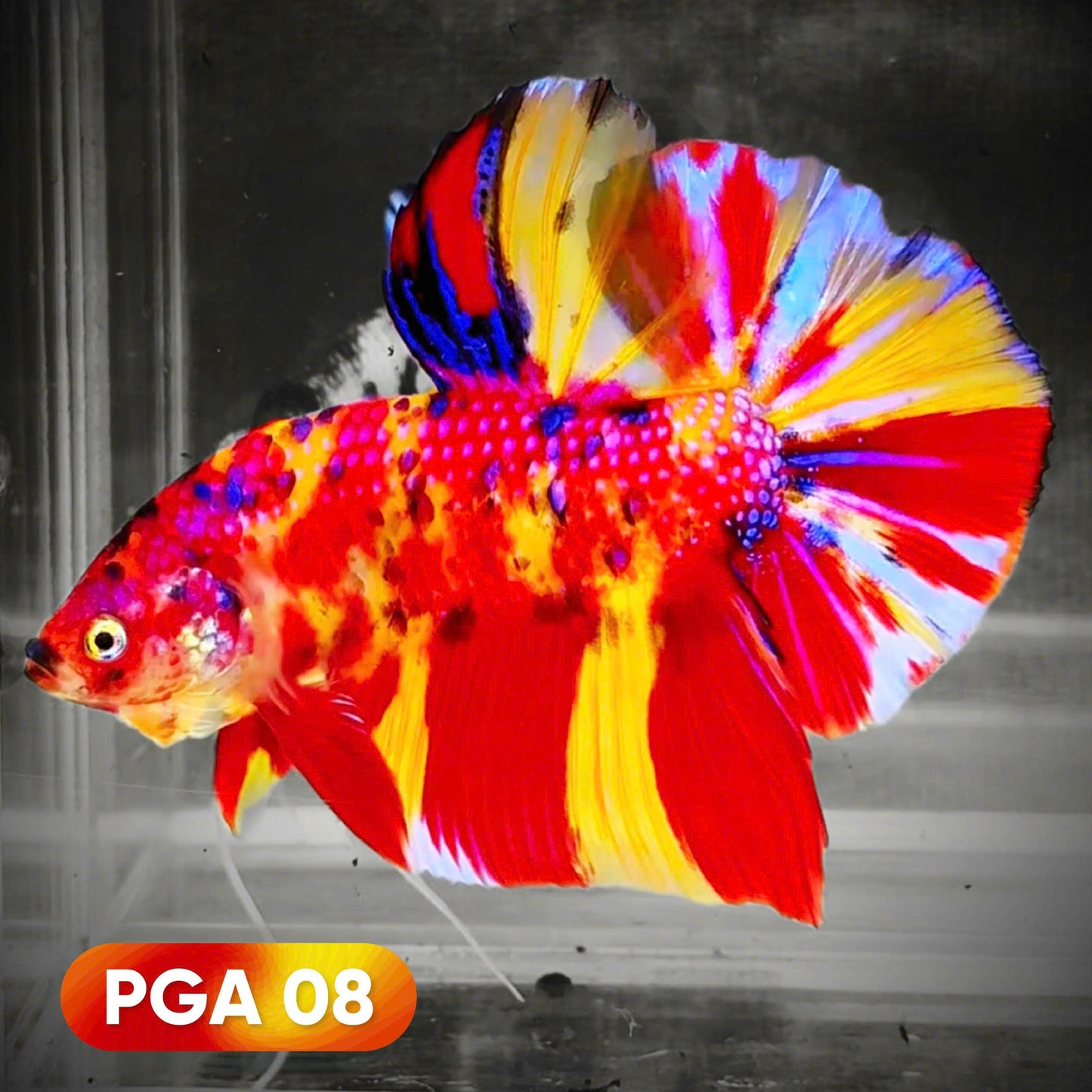 King Giant Plakat Male Betta Fish | You Pick Fish | High Grade
