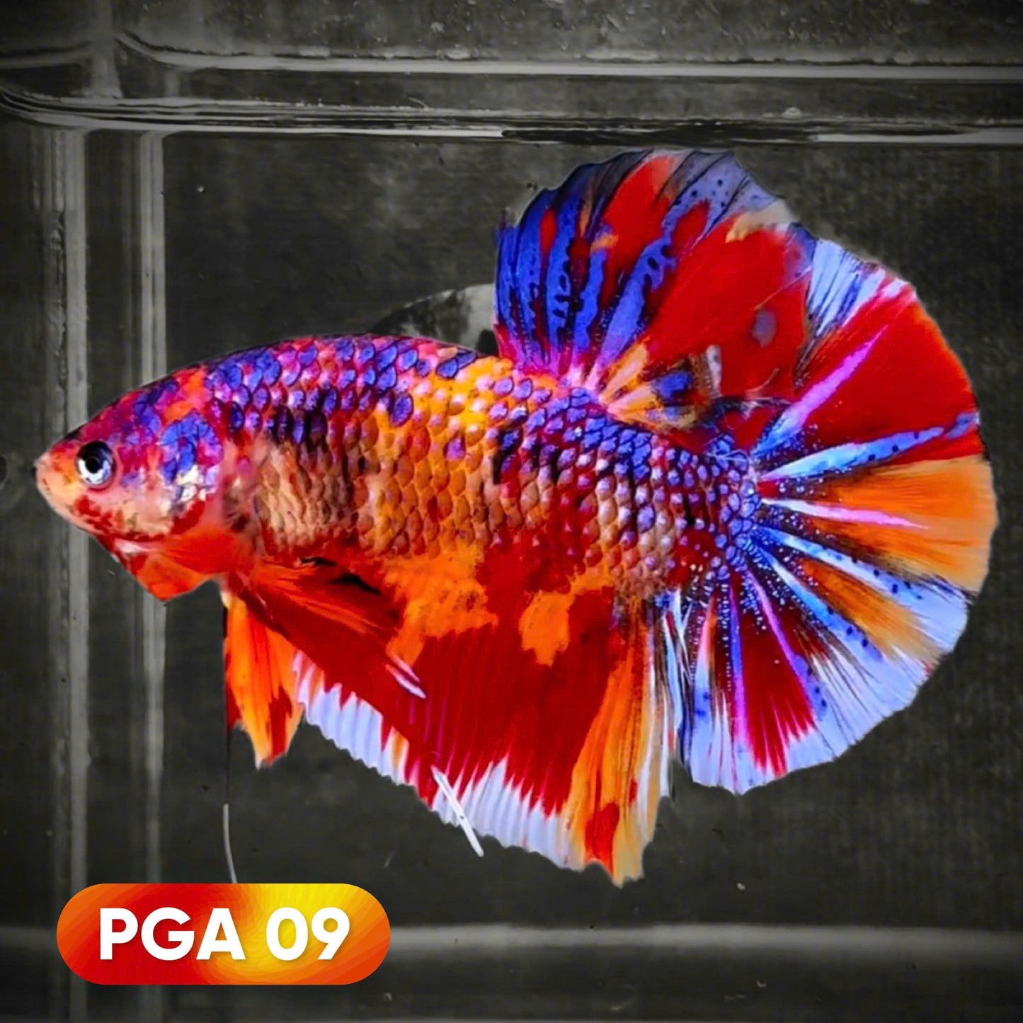 King Giant Plakat Male Betta Fish | You Pick Fish | High Grade