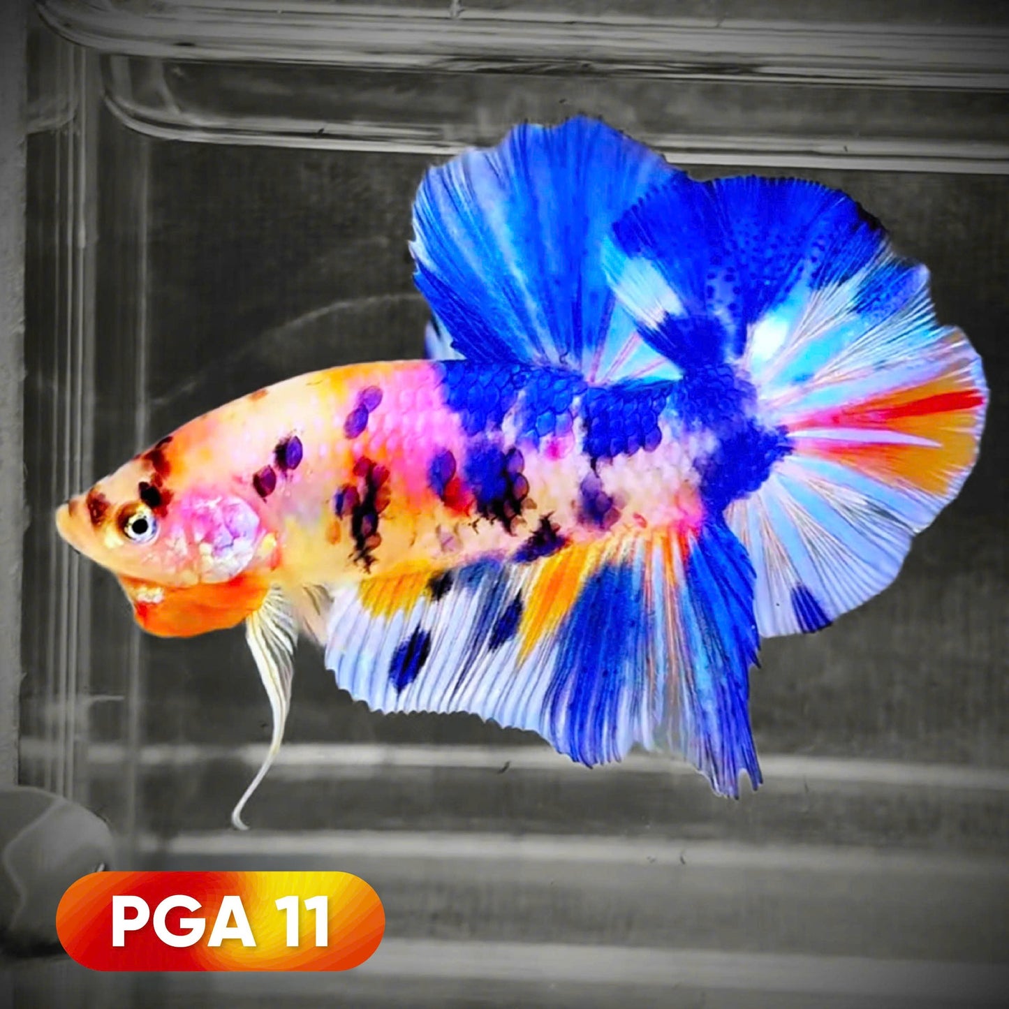 King Giant Plakat Male Betta Fish | You Pick Fish | High Grade