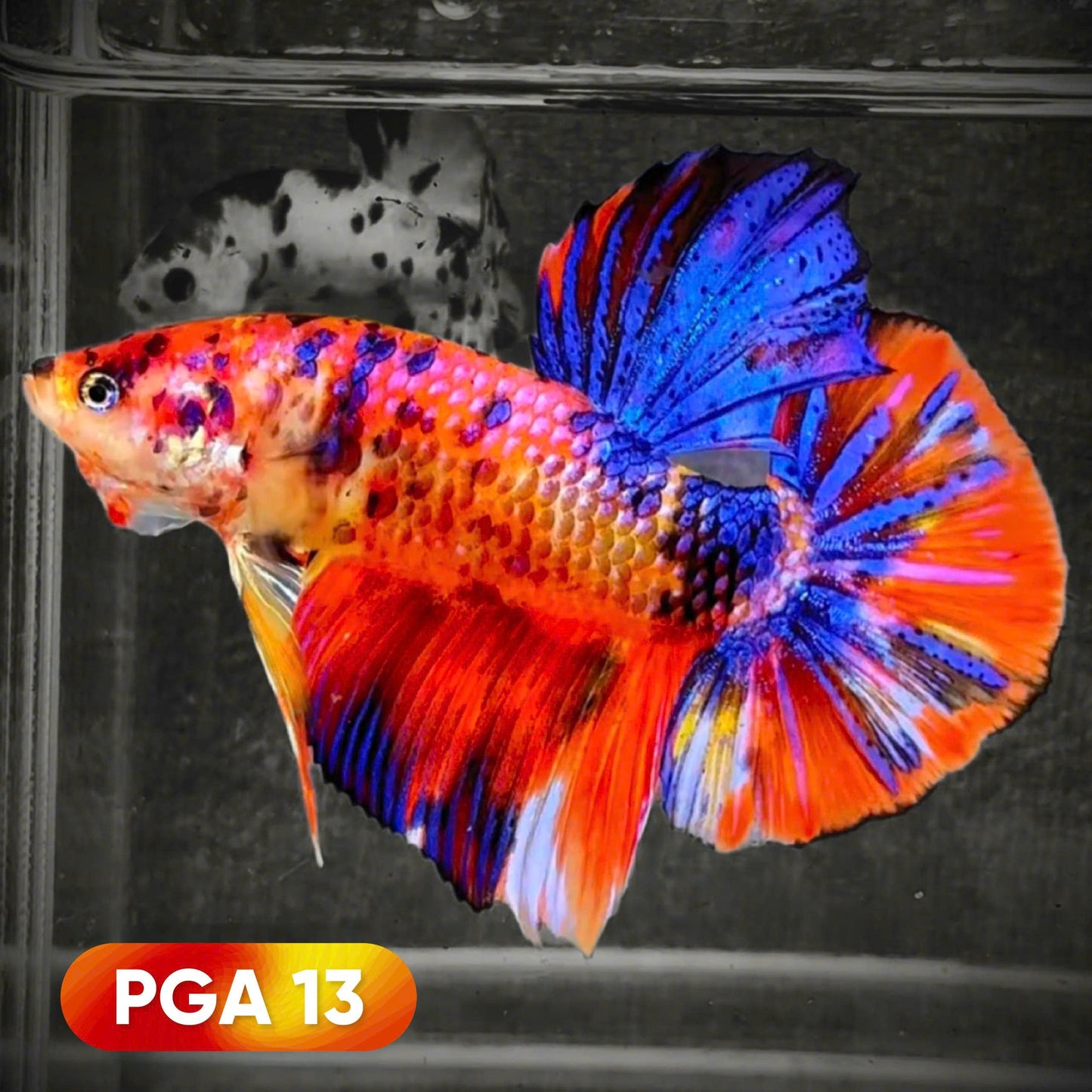 King Giant Plakat Male Betta Fish | You Pick Fish | High Grade