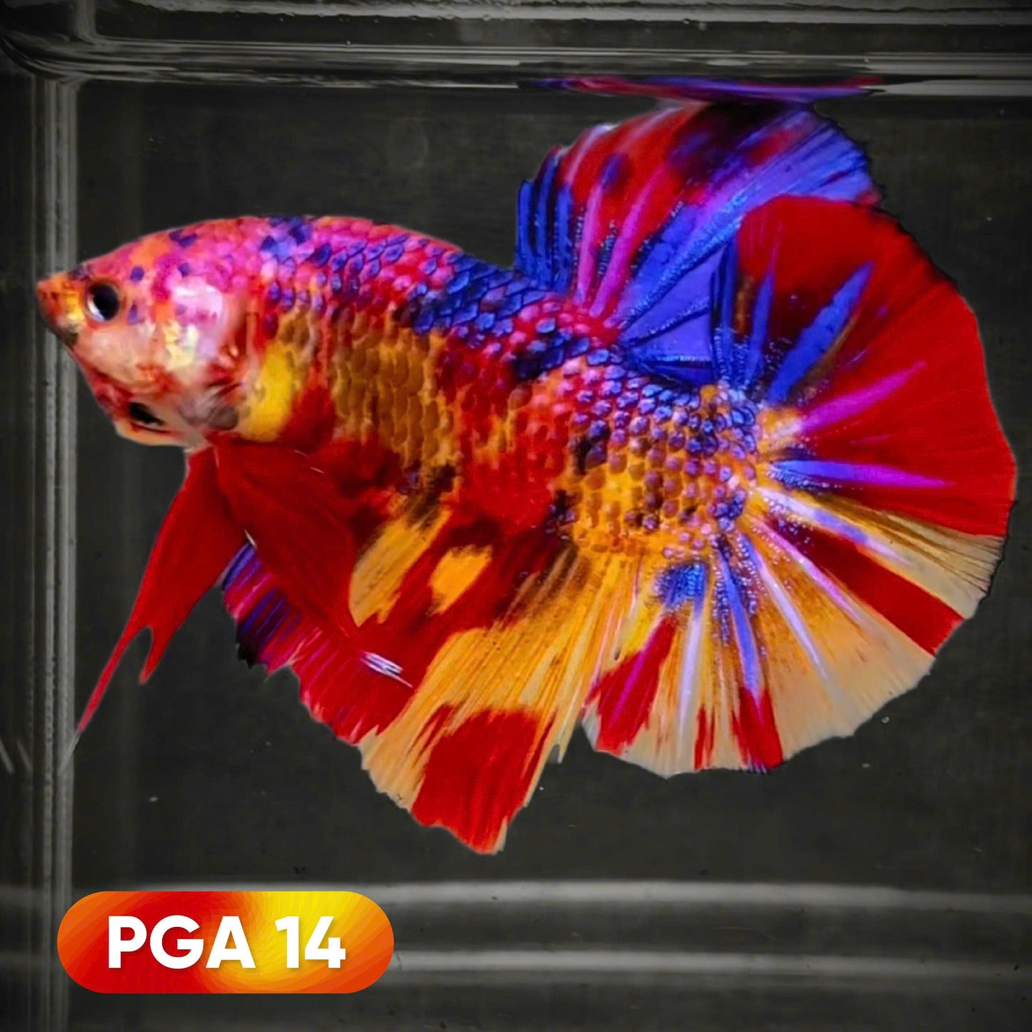 King Giant Plakat Male Betta Fish | You Pick Fish | High Grade