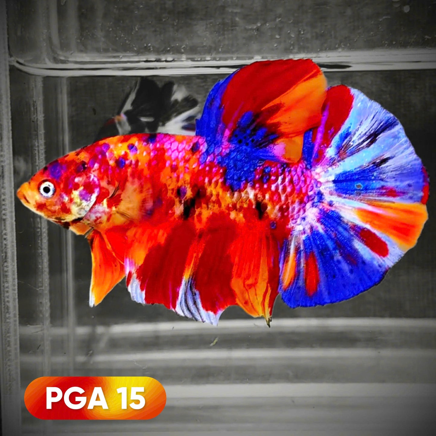 King Giant Plakat Male Betta Fish | You Pick Fish | High Grade