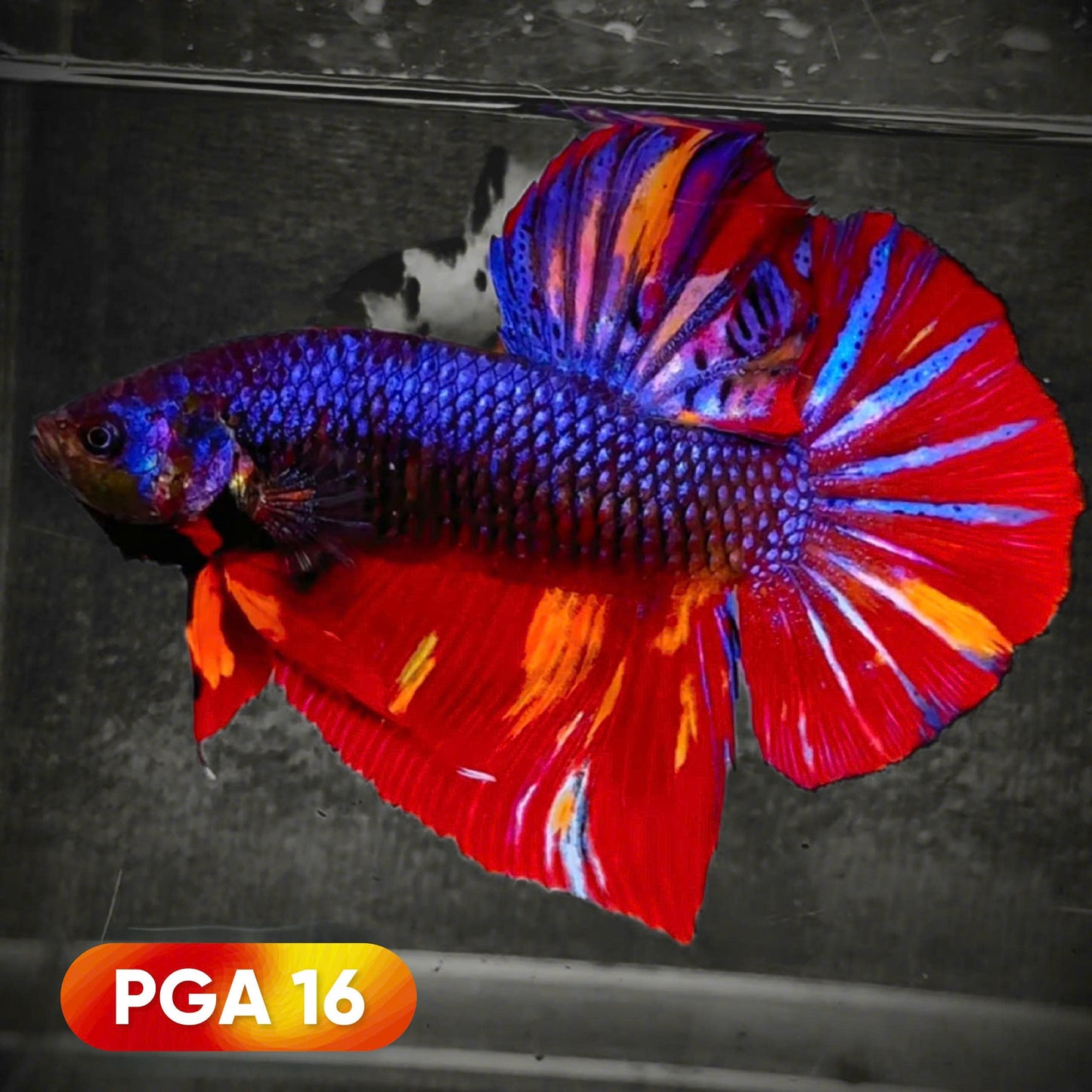 King Giant Plakat Male Betta Fish | You Pick Fish | High Grade