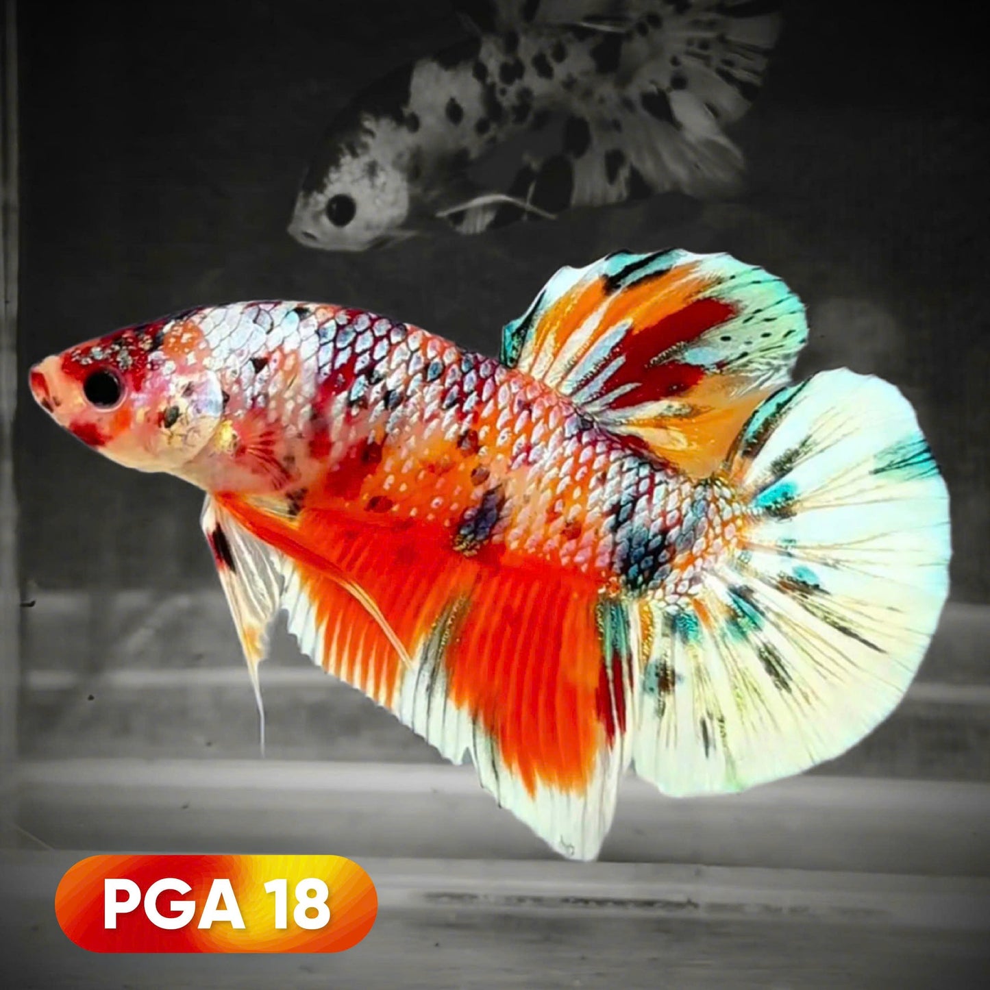 King Giant Plakat Male Betta Fish | You Pick Fish | High Grade