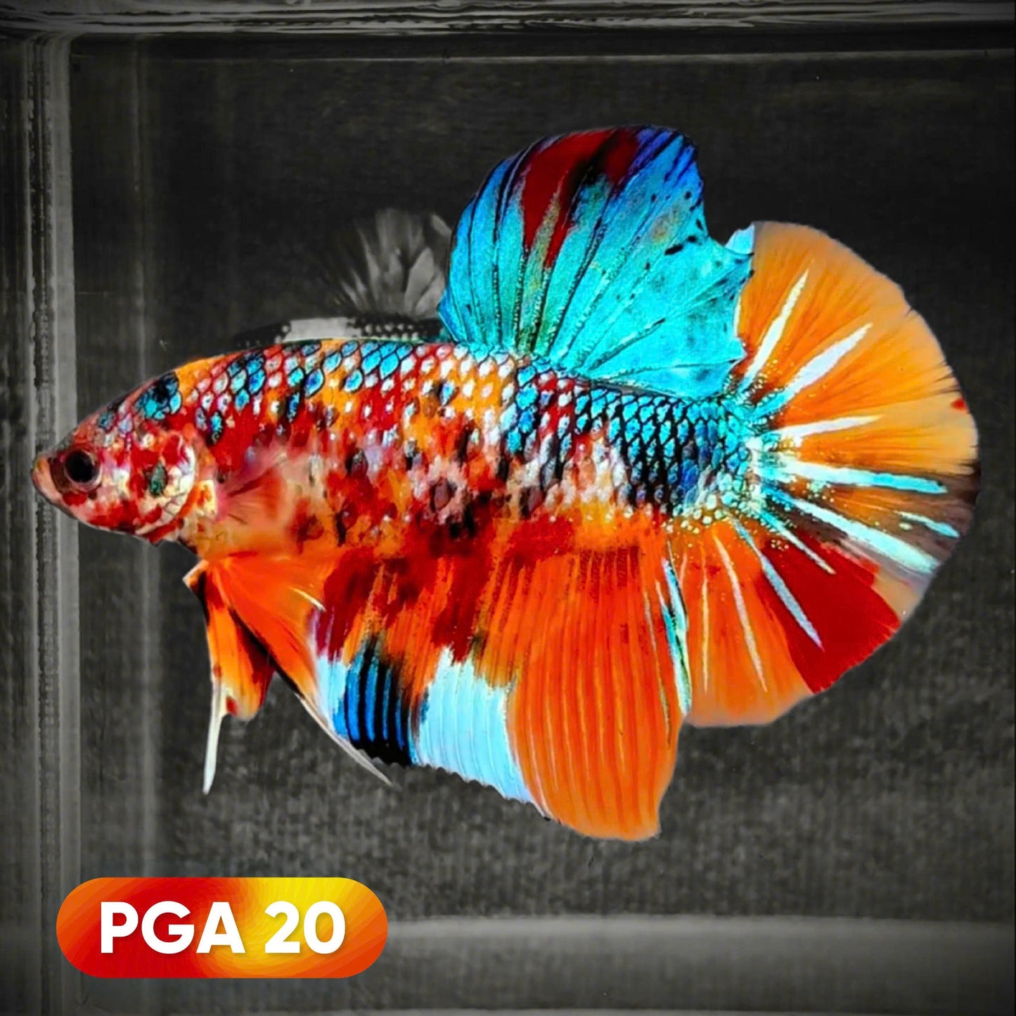 King Giant Plakat Male Betta Fish | You Pick Fish | High Grade