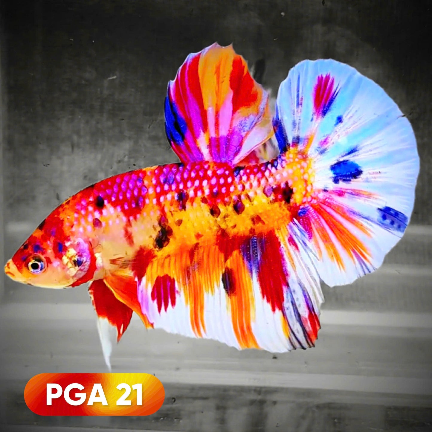 King Giant Plakat Male Betta Fish | You Pick Fish | High Grade